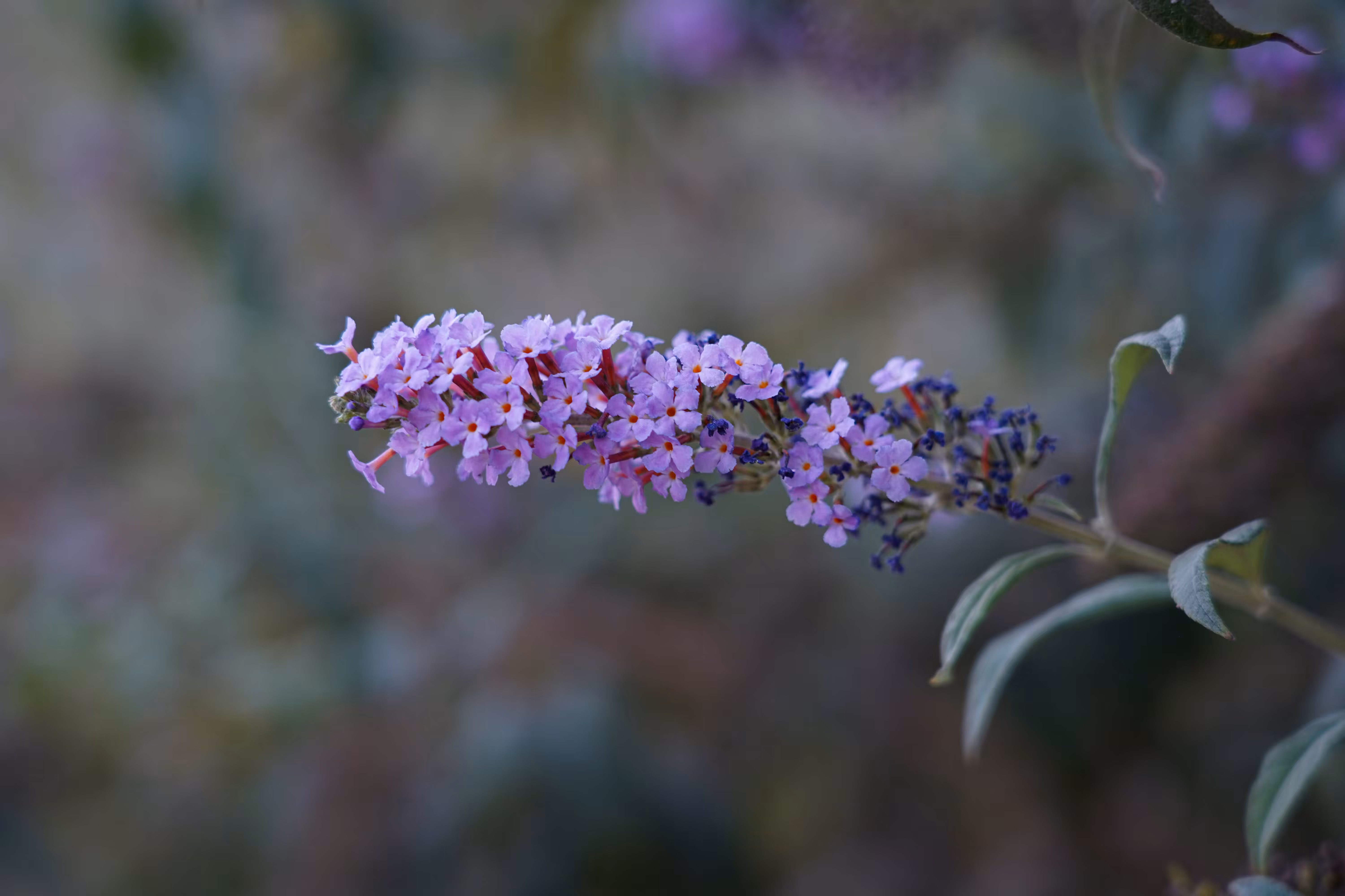 flowers: Purple Song
