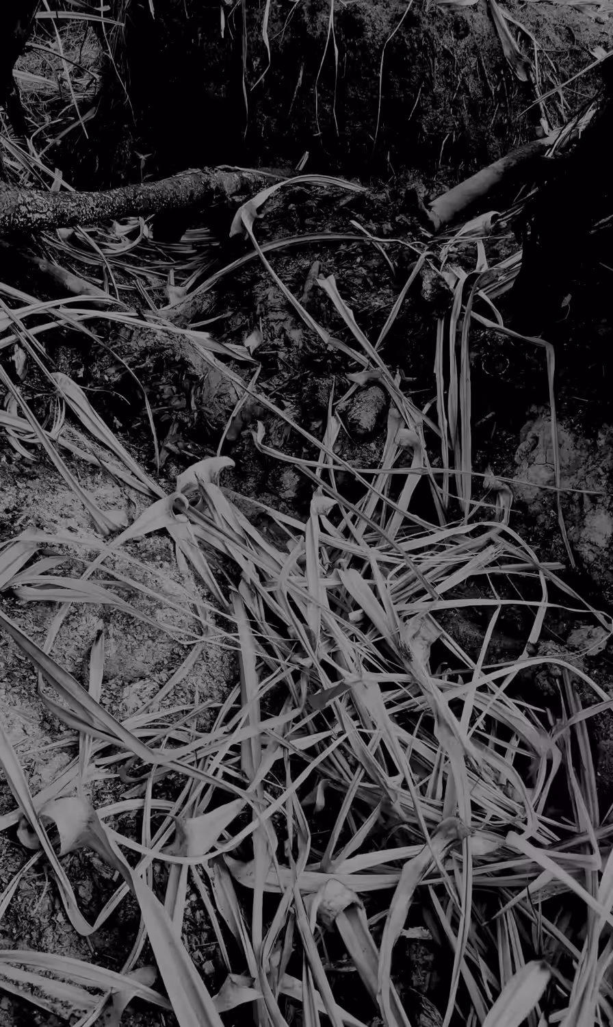 Underneath: Spines and Ash No.2