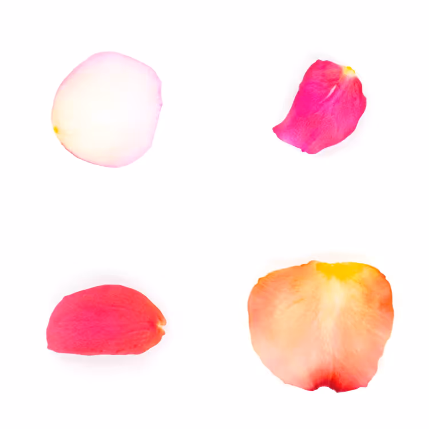 Infinite Petals 2x2#20108