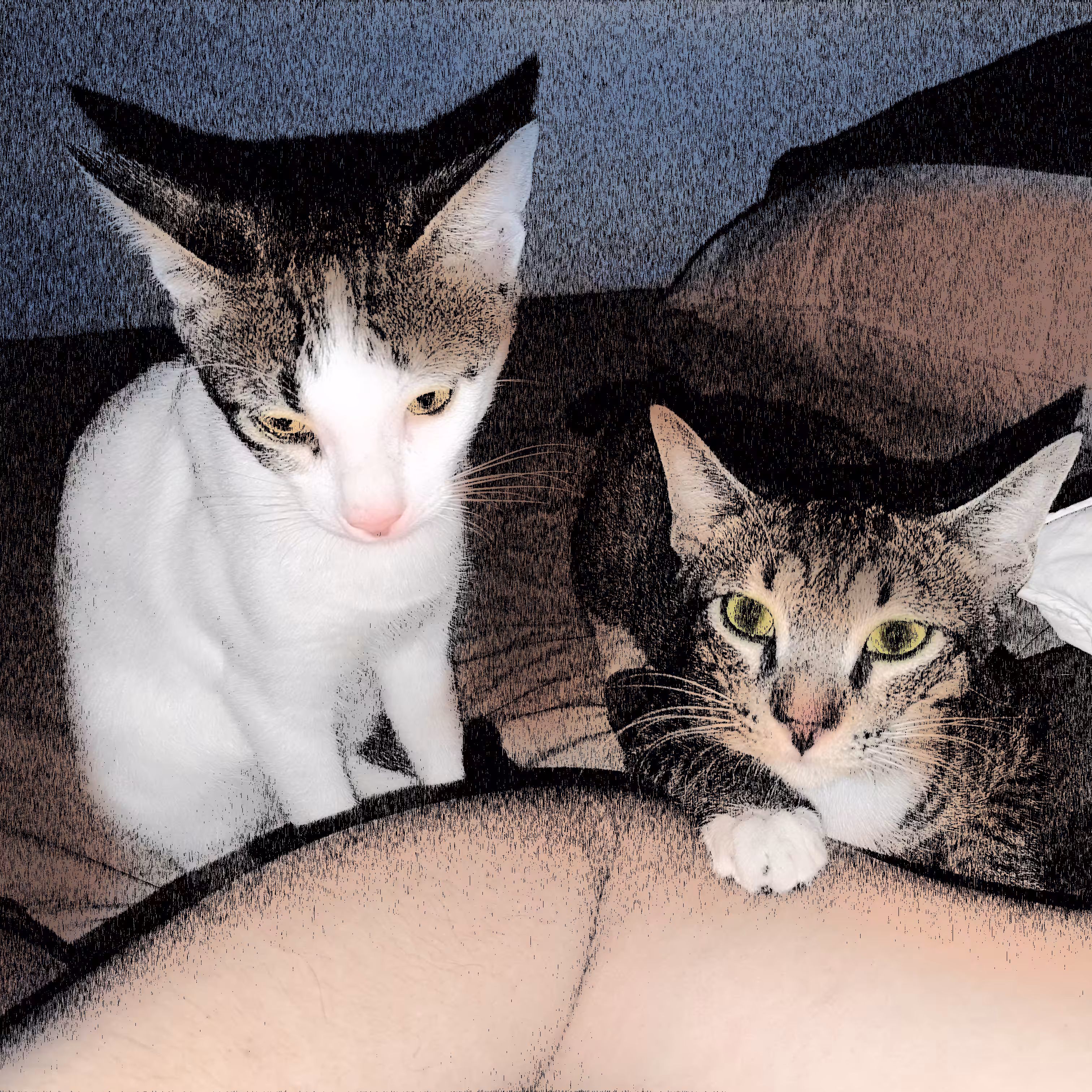 Pusskin #28 - Cats care for ME