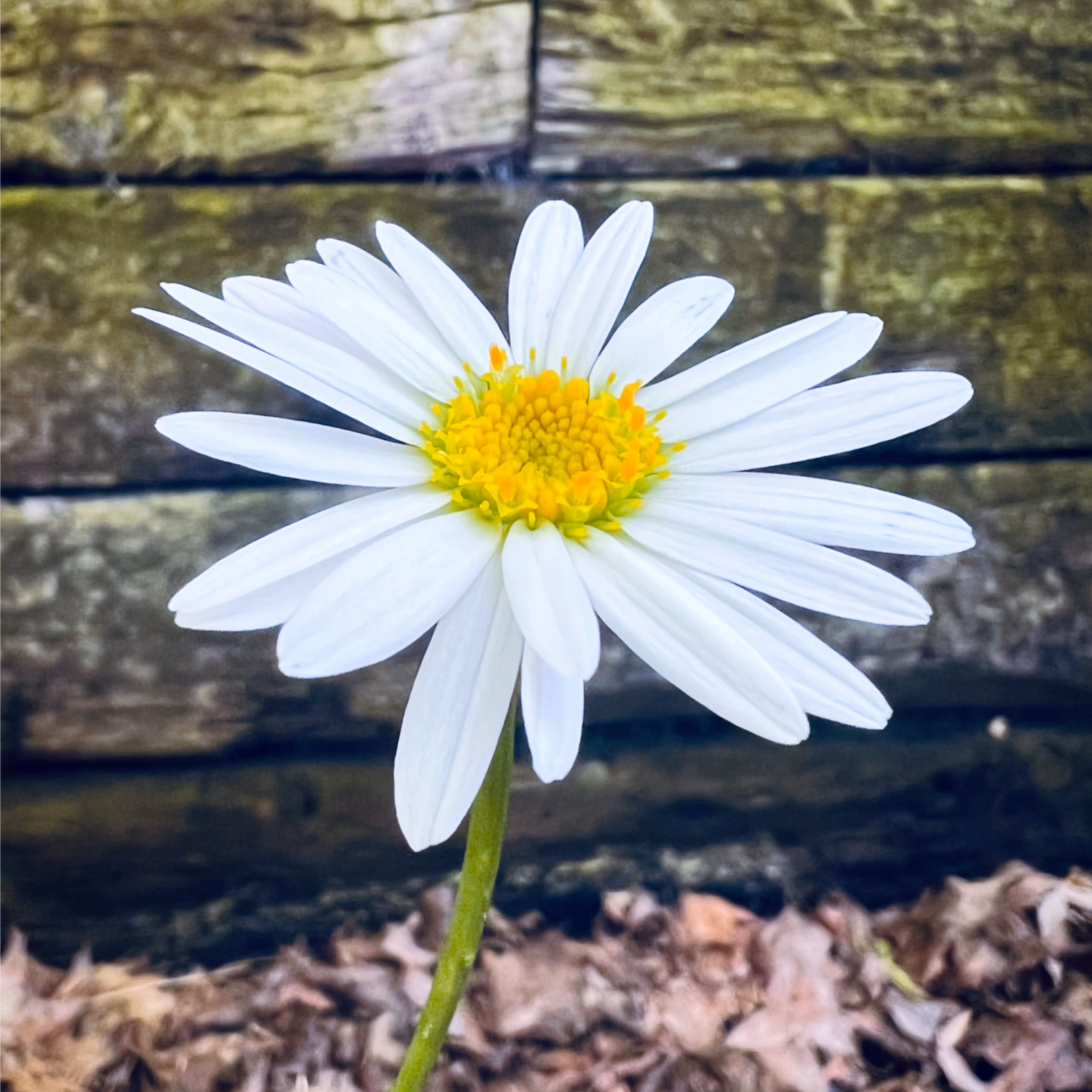 Daisy 