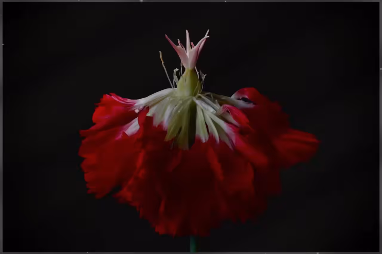 dancing tulip
