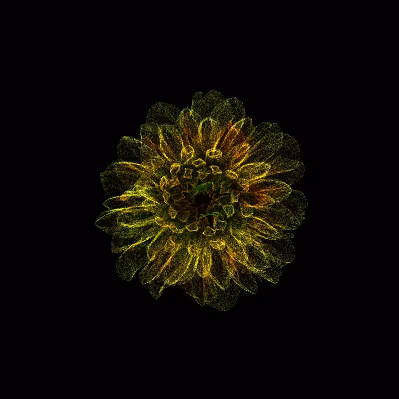 Dahlia Pinnata 30 #297