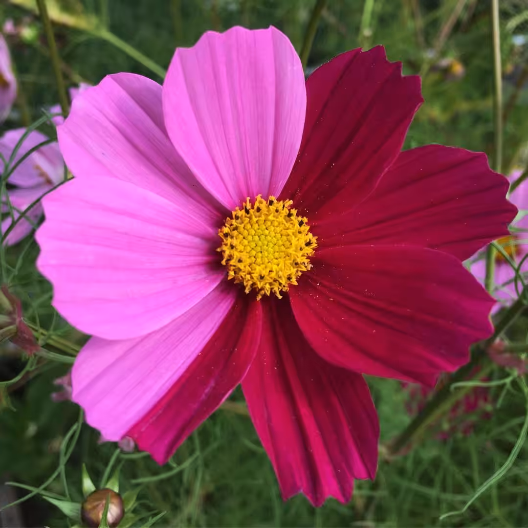 Quirky Cosmos