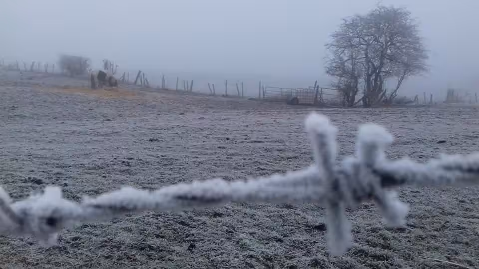 Winter Scene