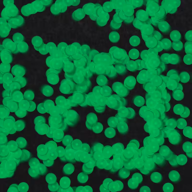 Telophase #2