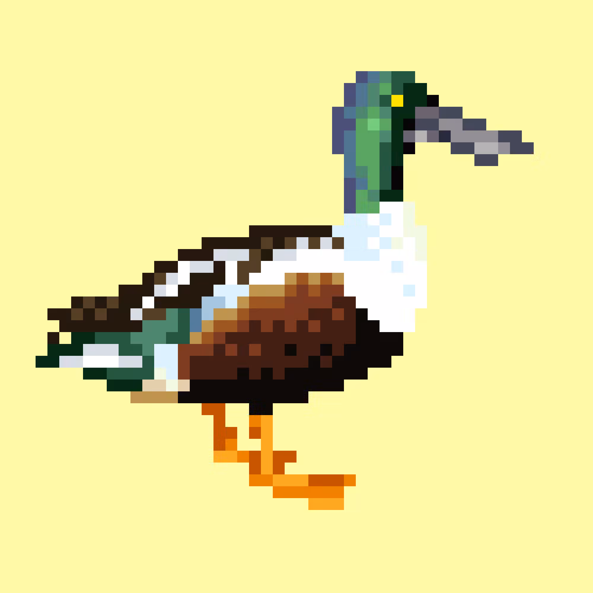 Northern Shoveler (M)