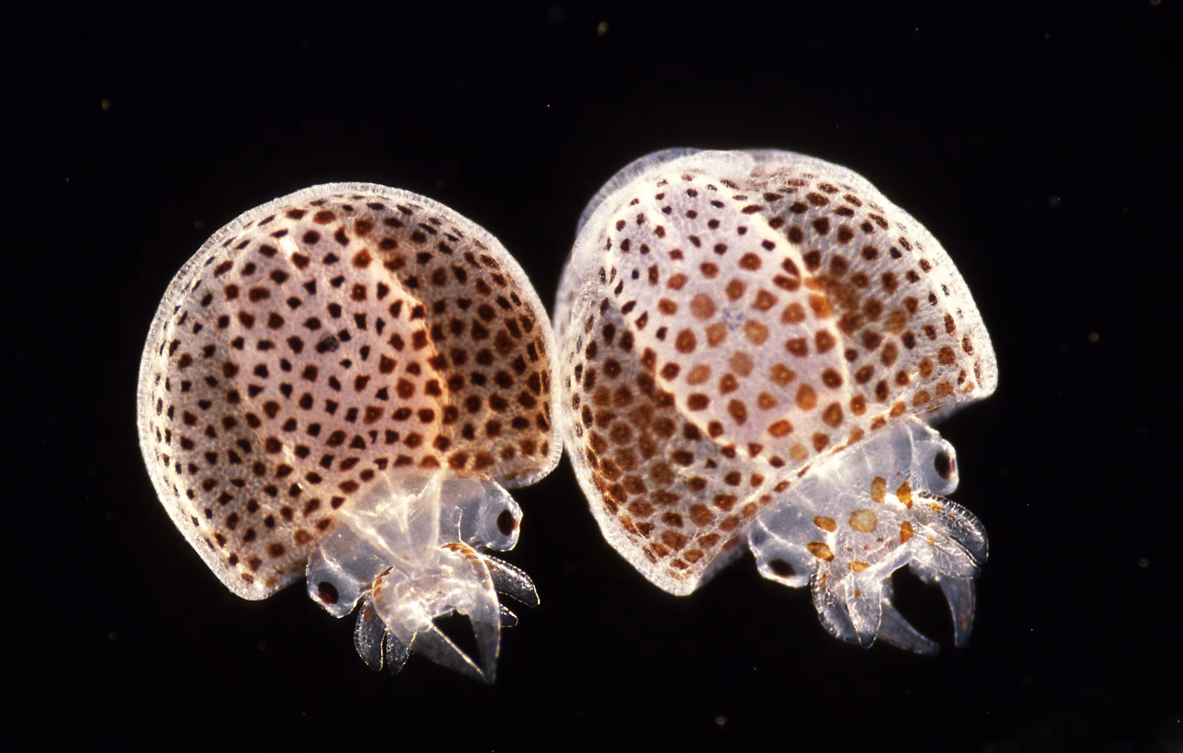 Invisible Oceans #31: Squidlings I