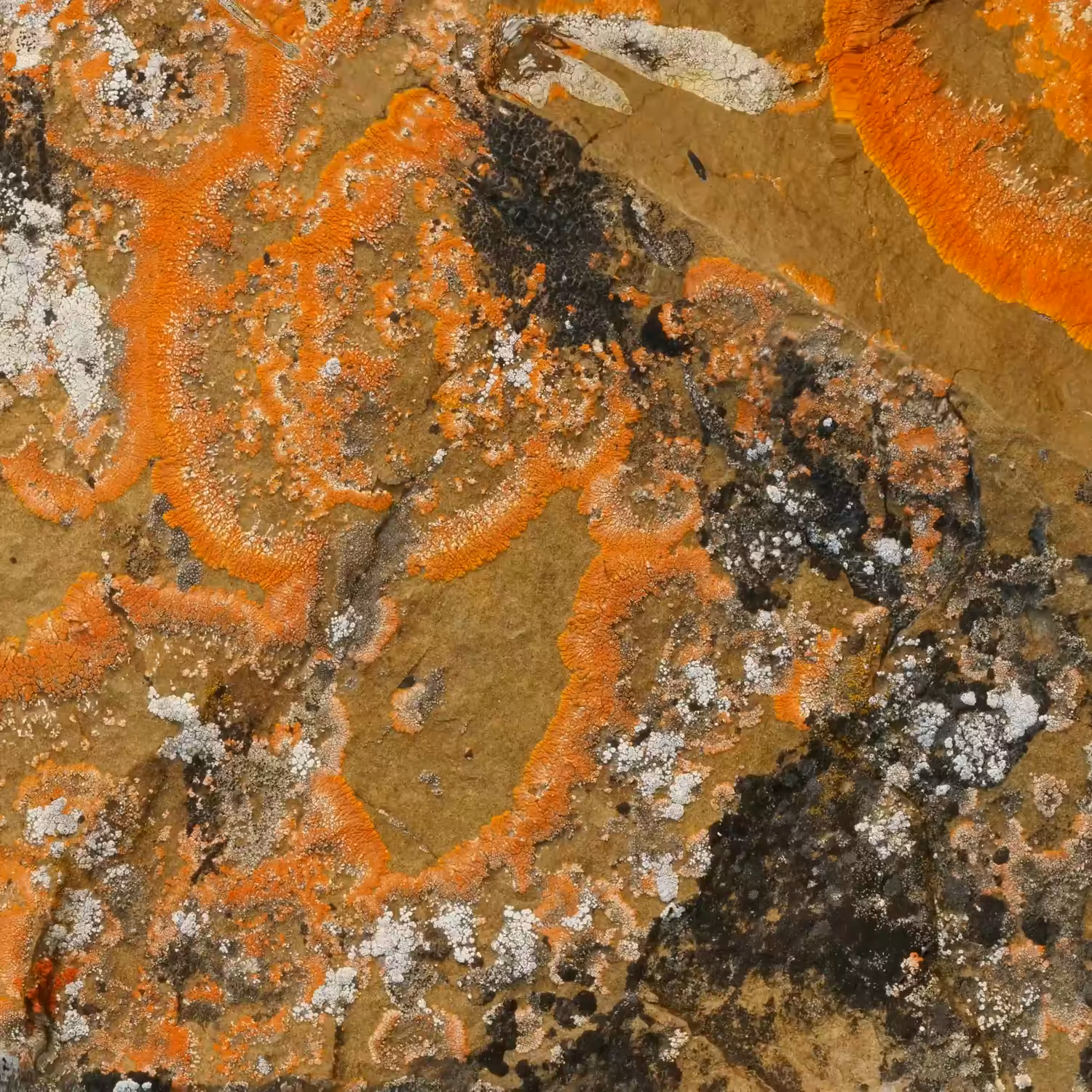 Textilographic Rock and Lichen, Yellowstone, #5