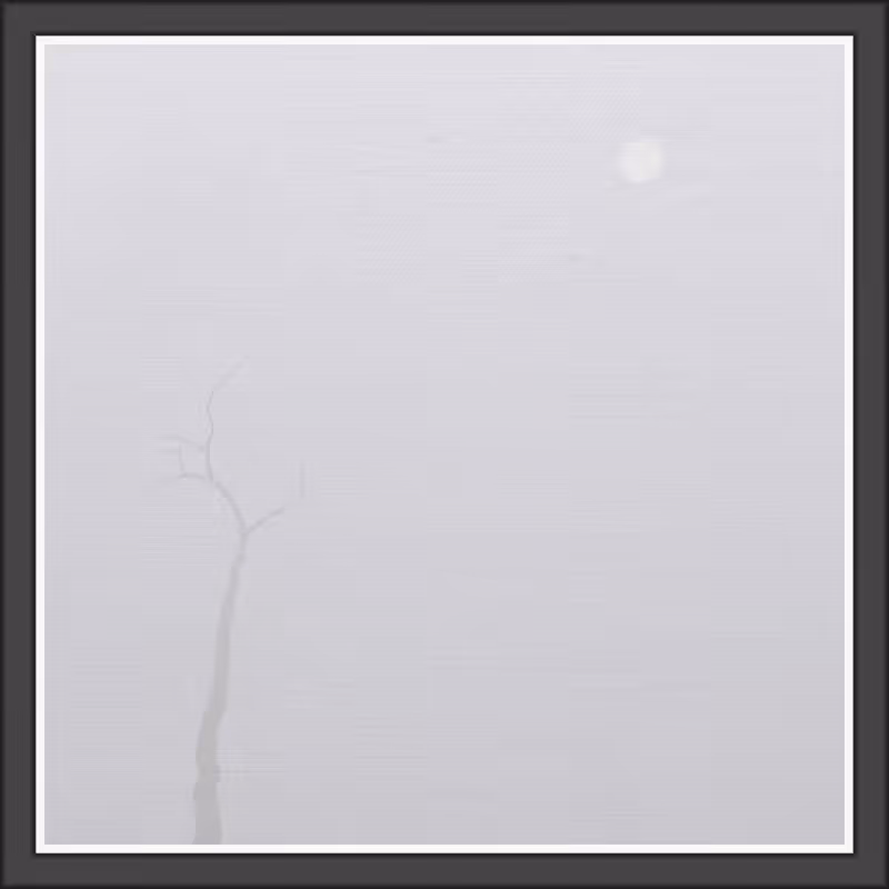The Foggy Trees #67