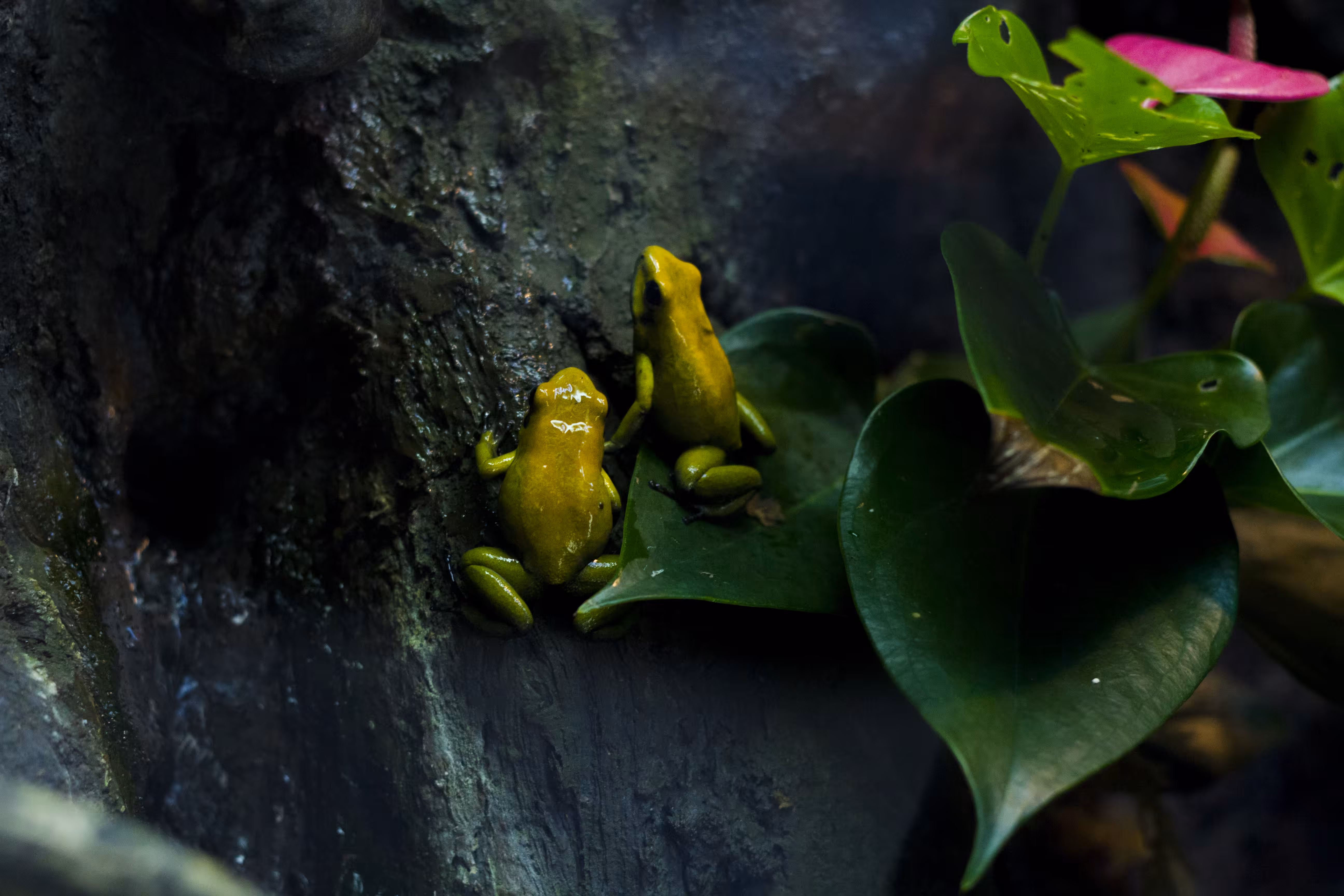 We like the frogz