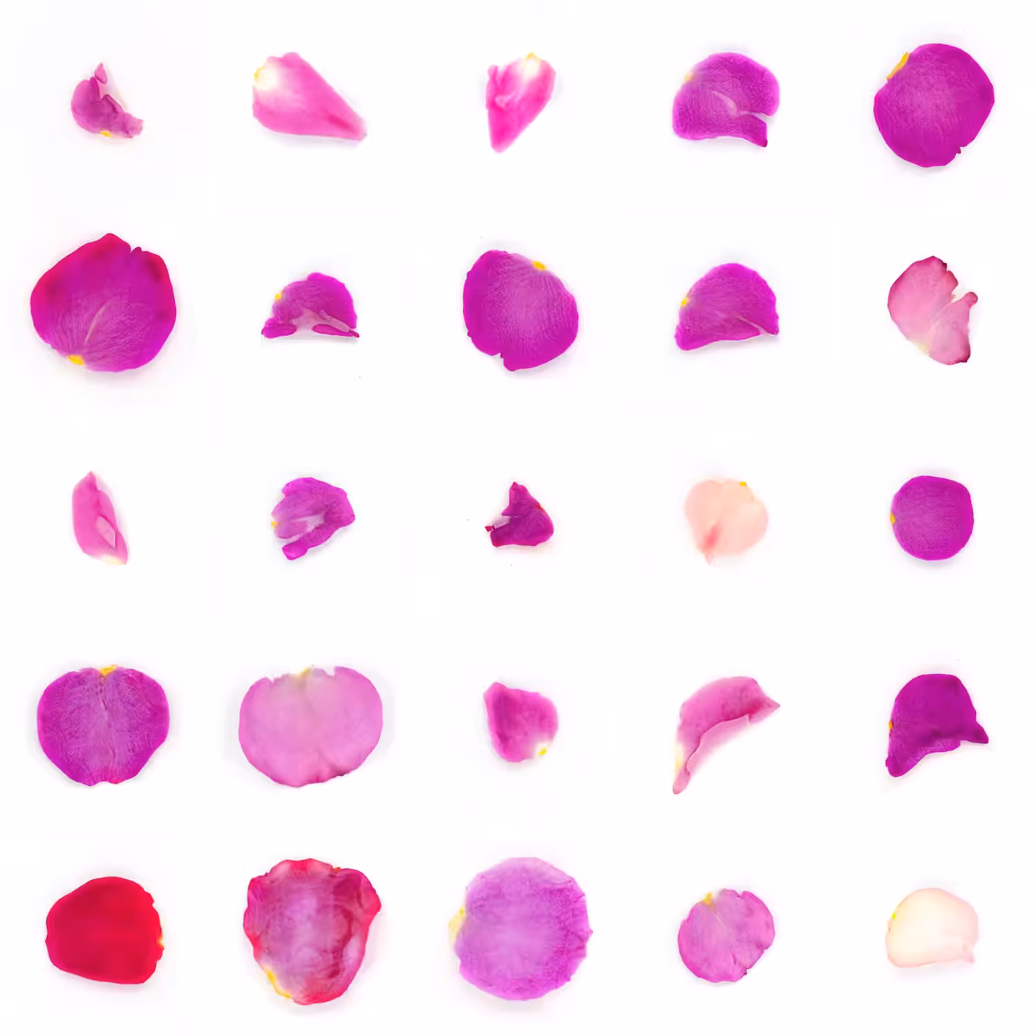 Infinite Petals 5x5#20091