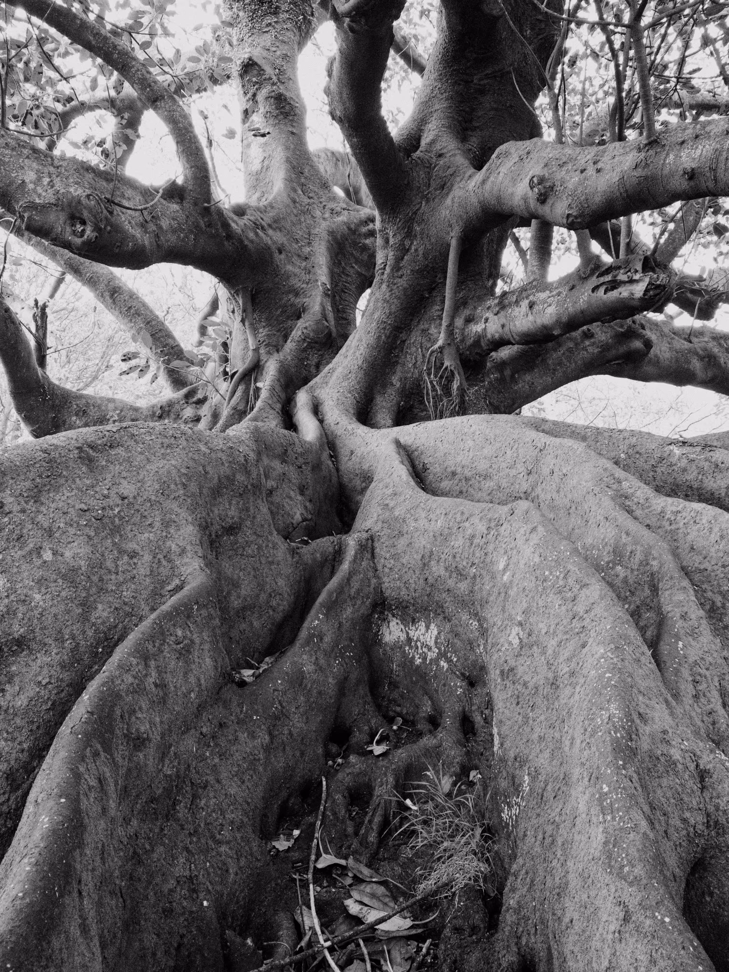 Growth