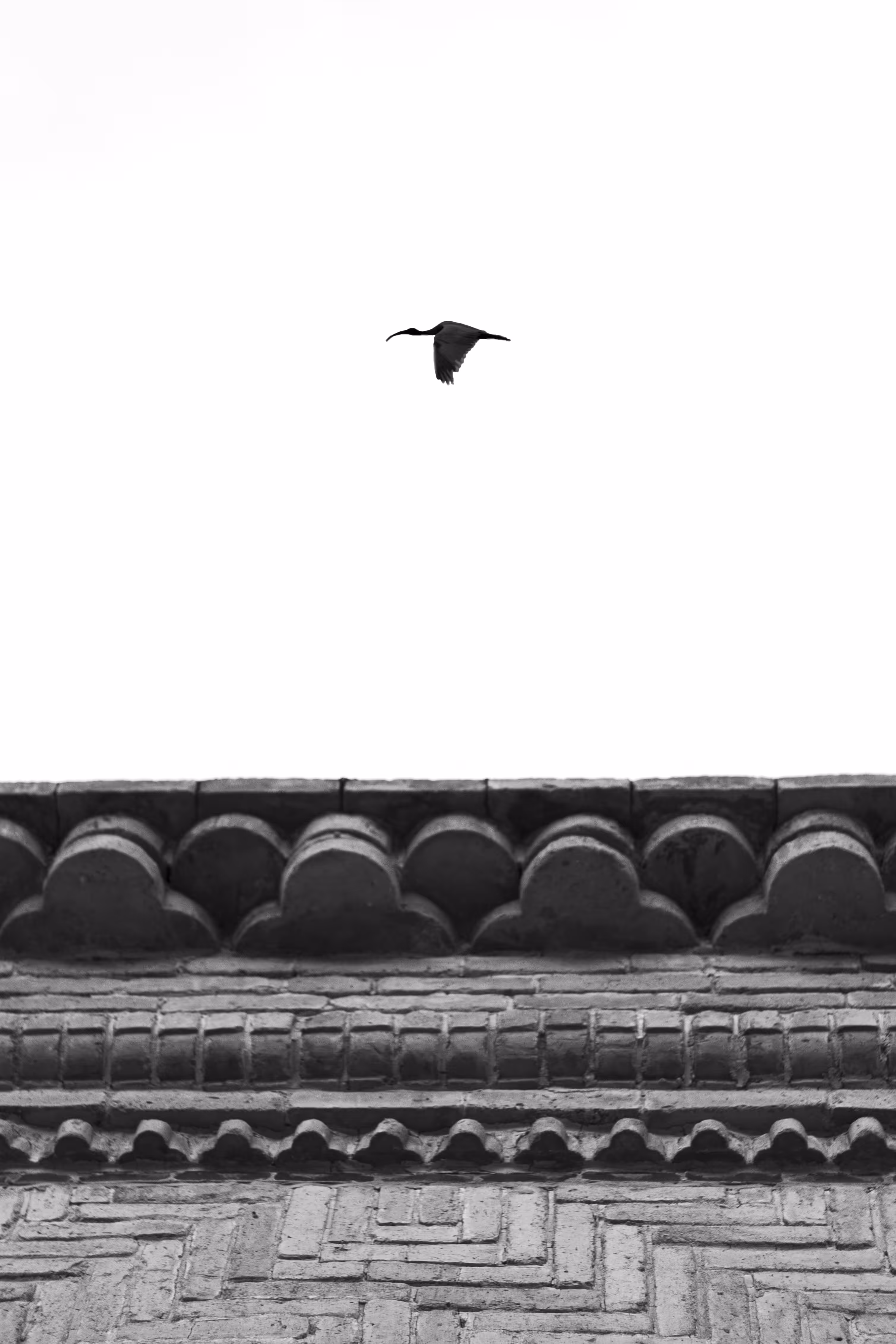 passenger bird 2
