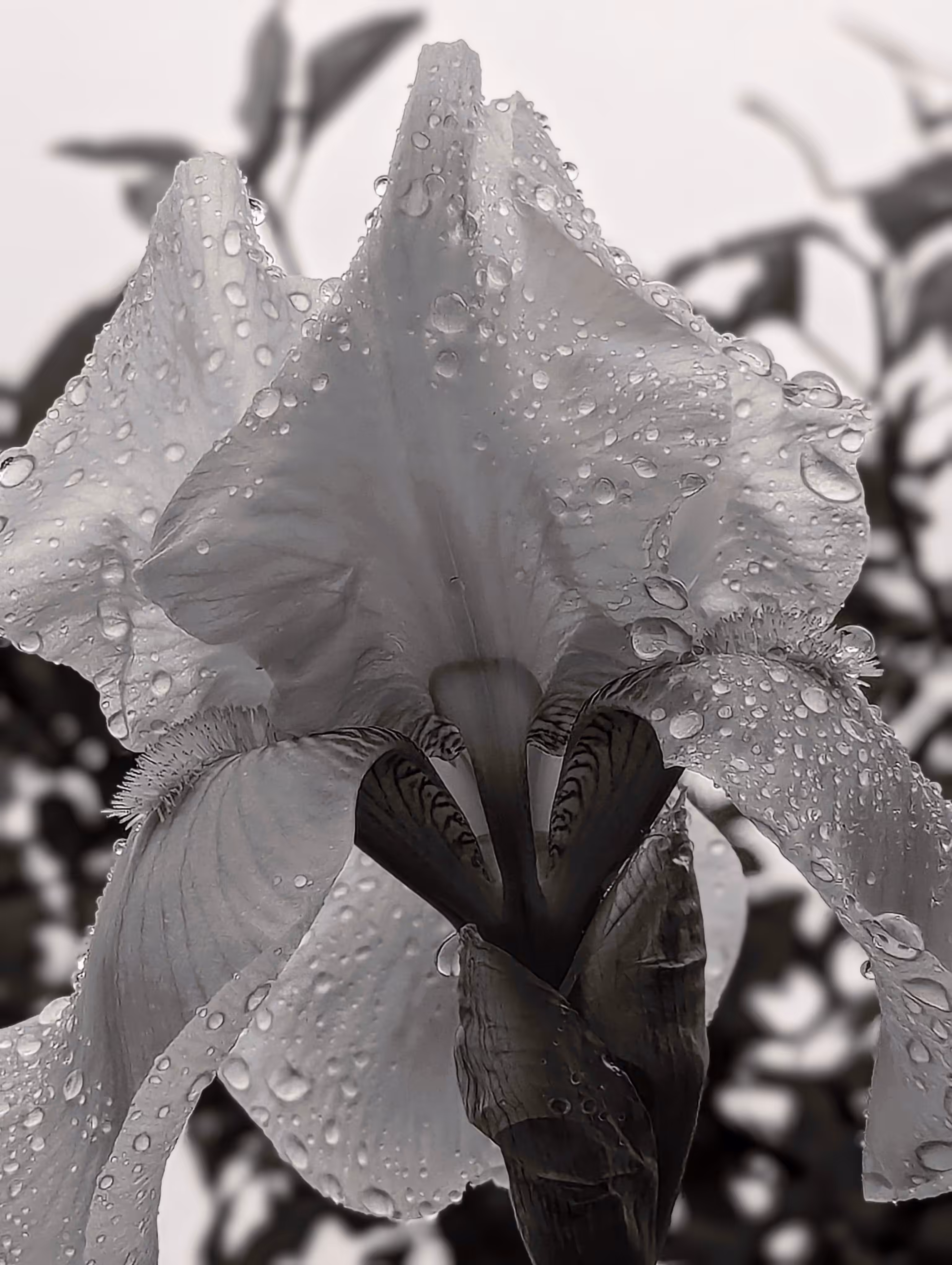 Iris drops