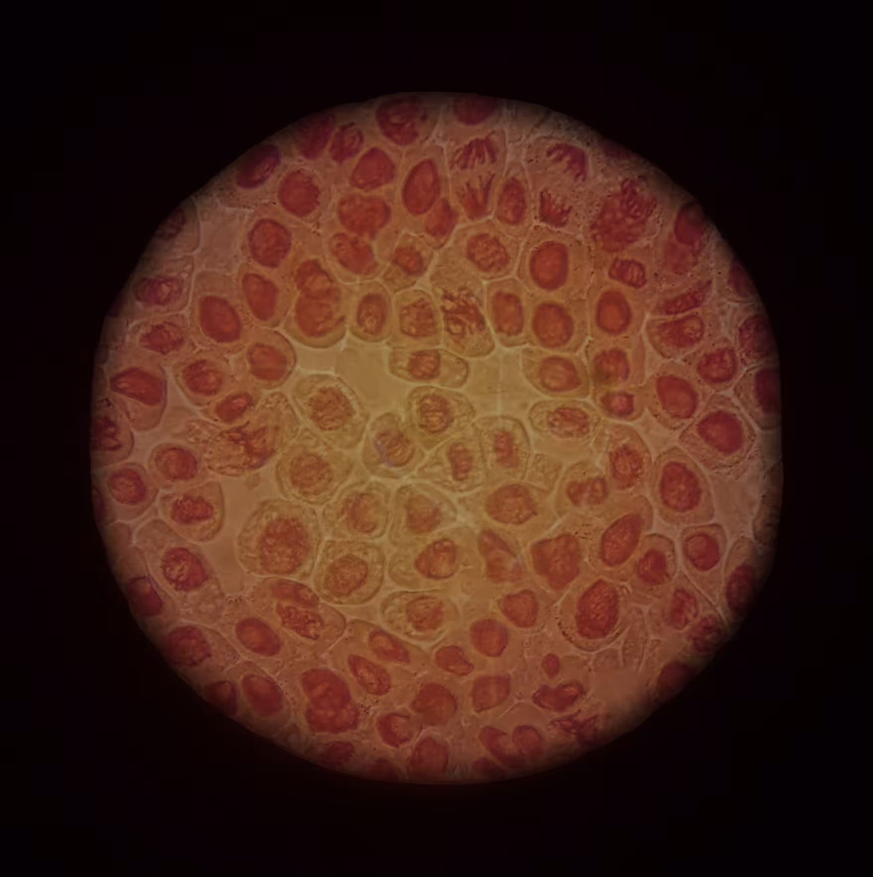 Cell Divisions - 𝐻𝑒𝑑𝑒𝑟𝑎 ℎ𝑒𝑙𝑖𝑥