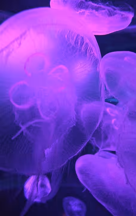 The fish of jelly. #2
