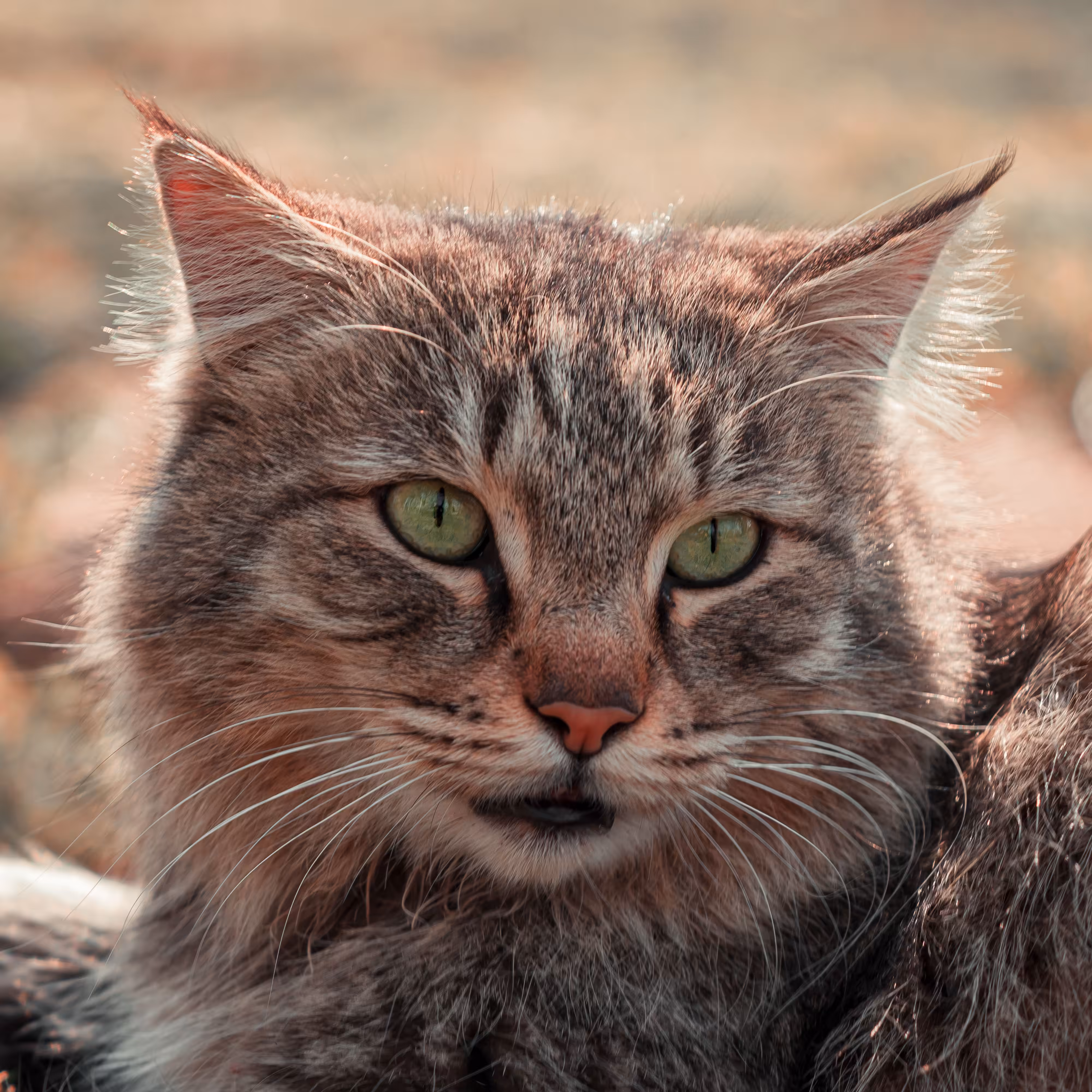 Photography: Cat1