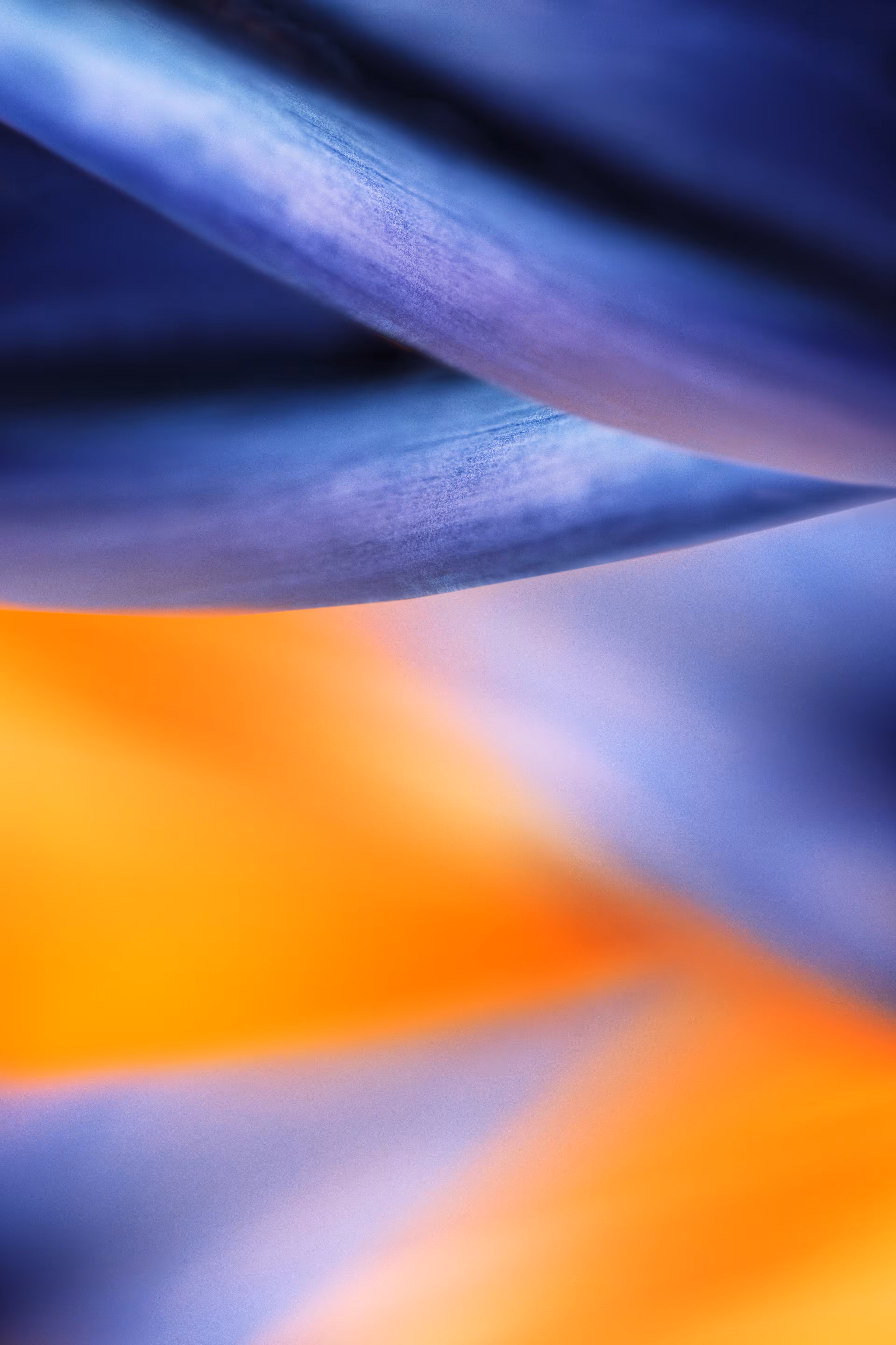 Macro Photography