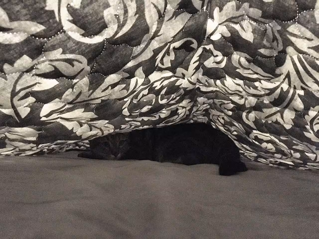 Bambi