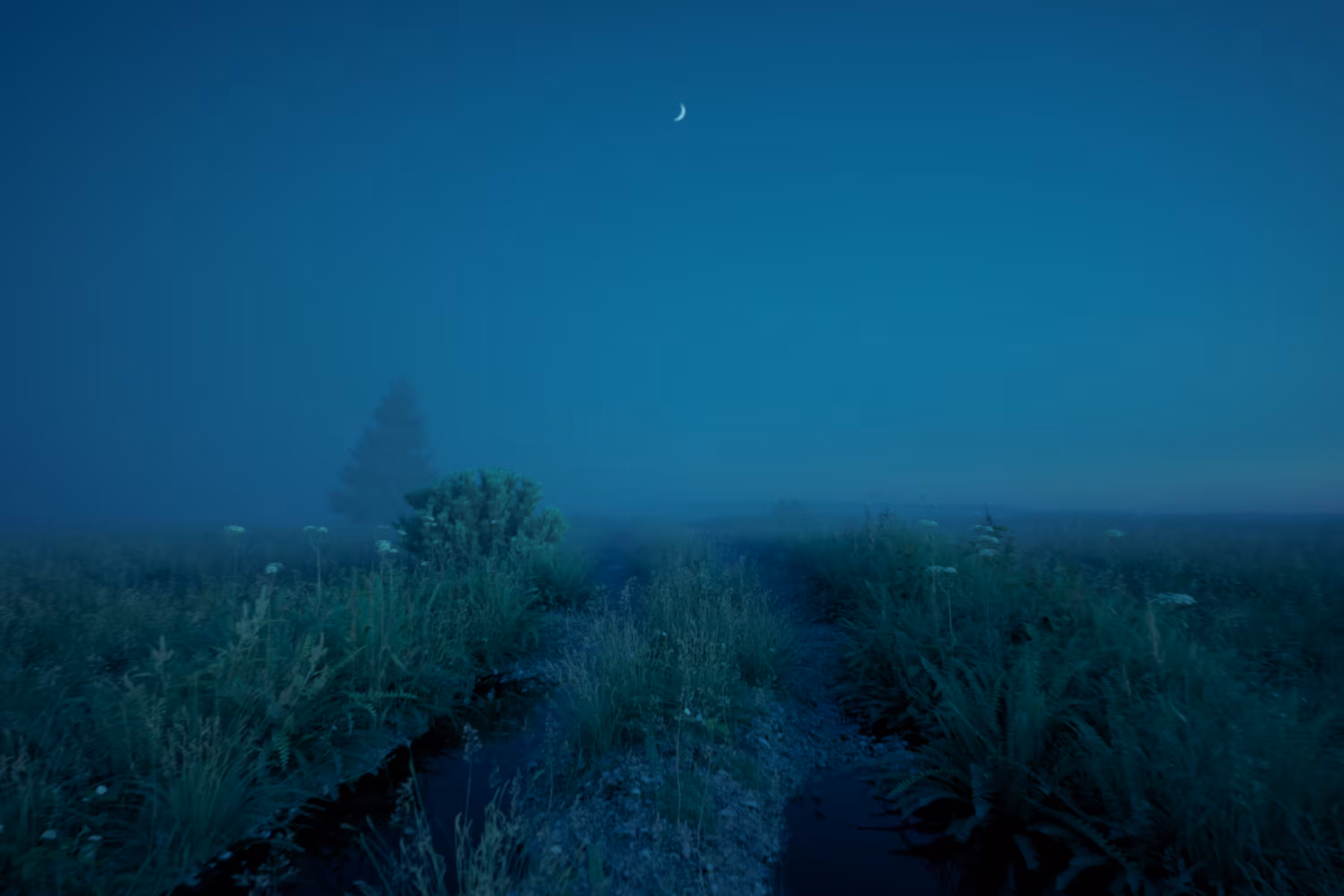 The Bog Lane
