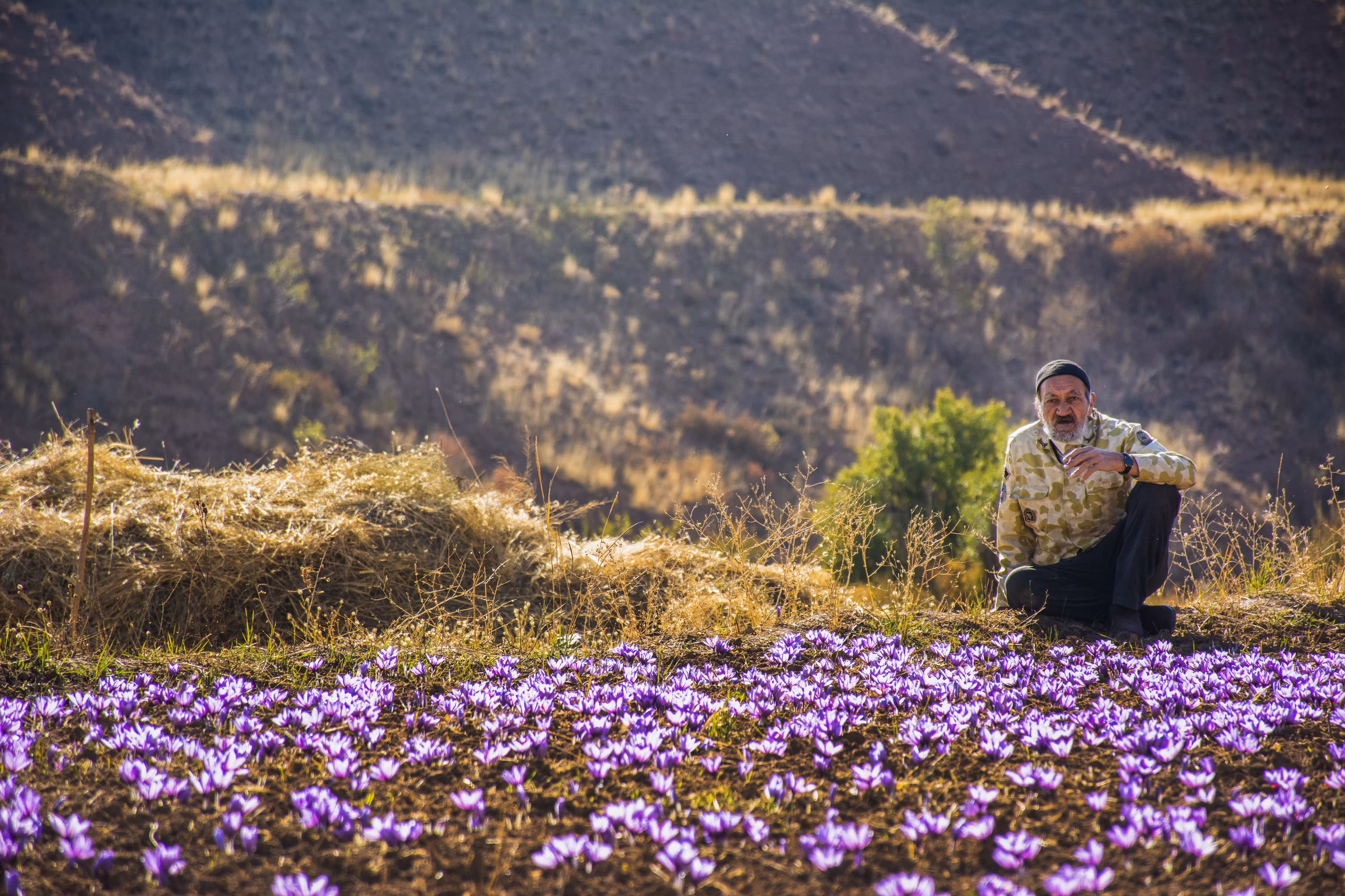 Once Upon a Time: Saffron Farm