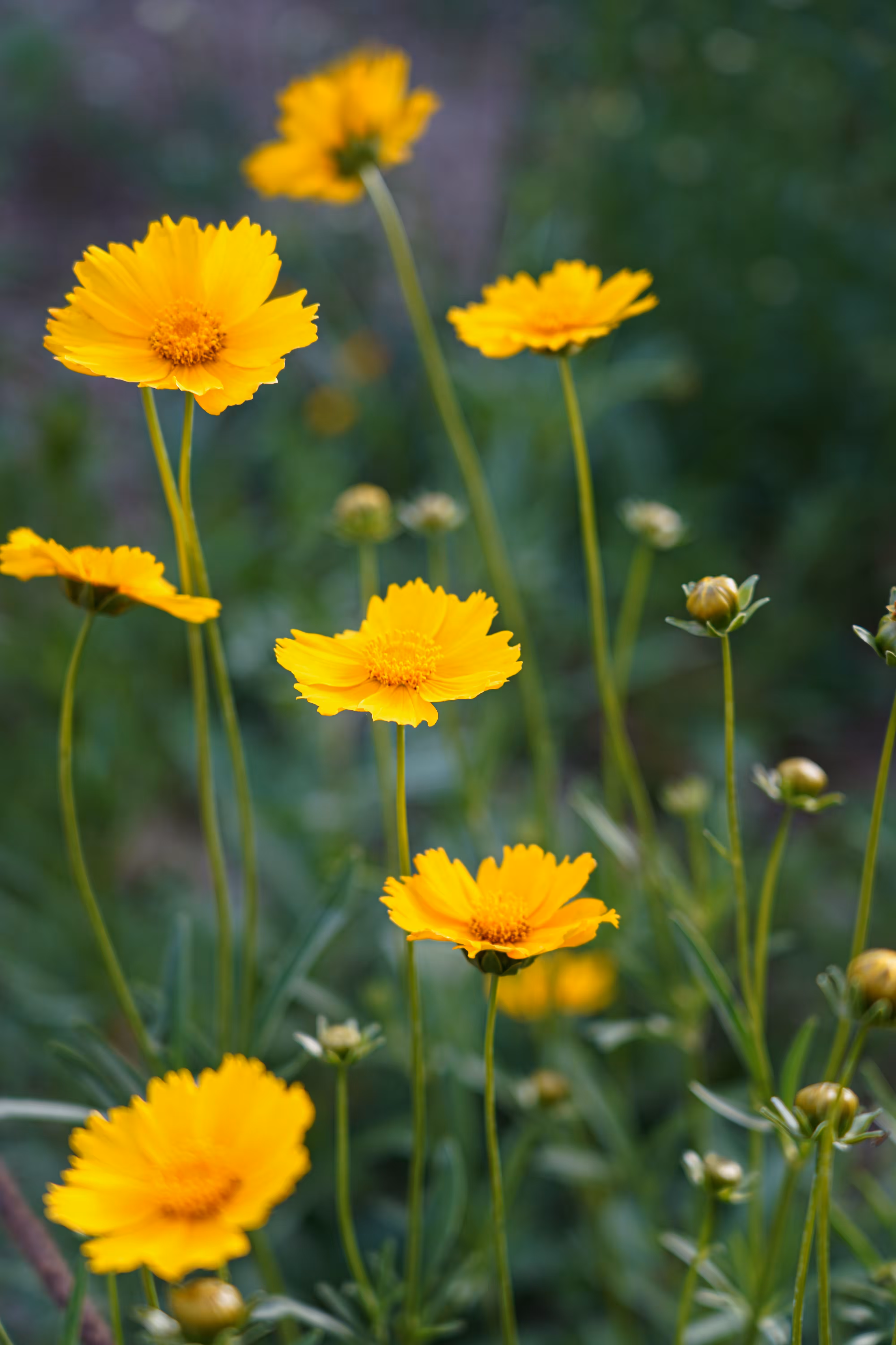 flowers: The Smile of the Sun