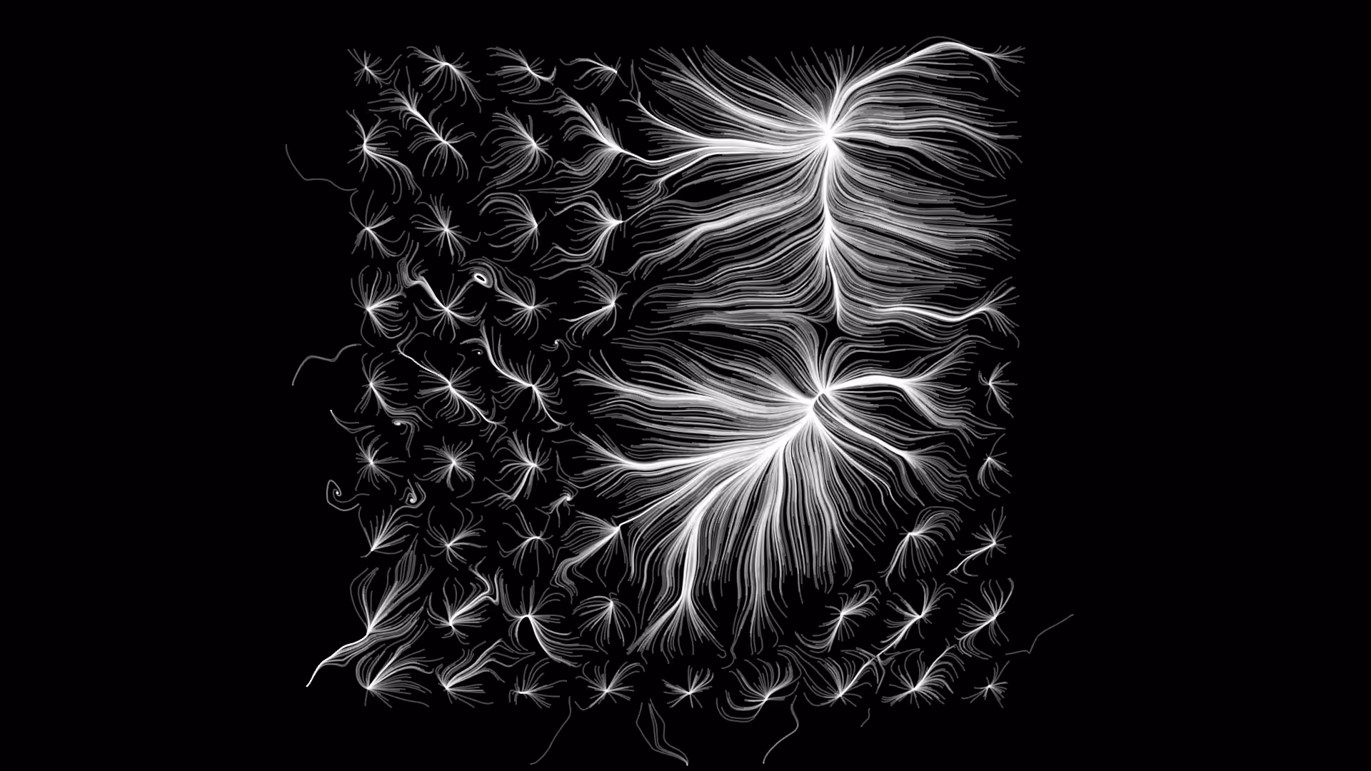 Abstract White and black Curl series 09