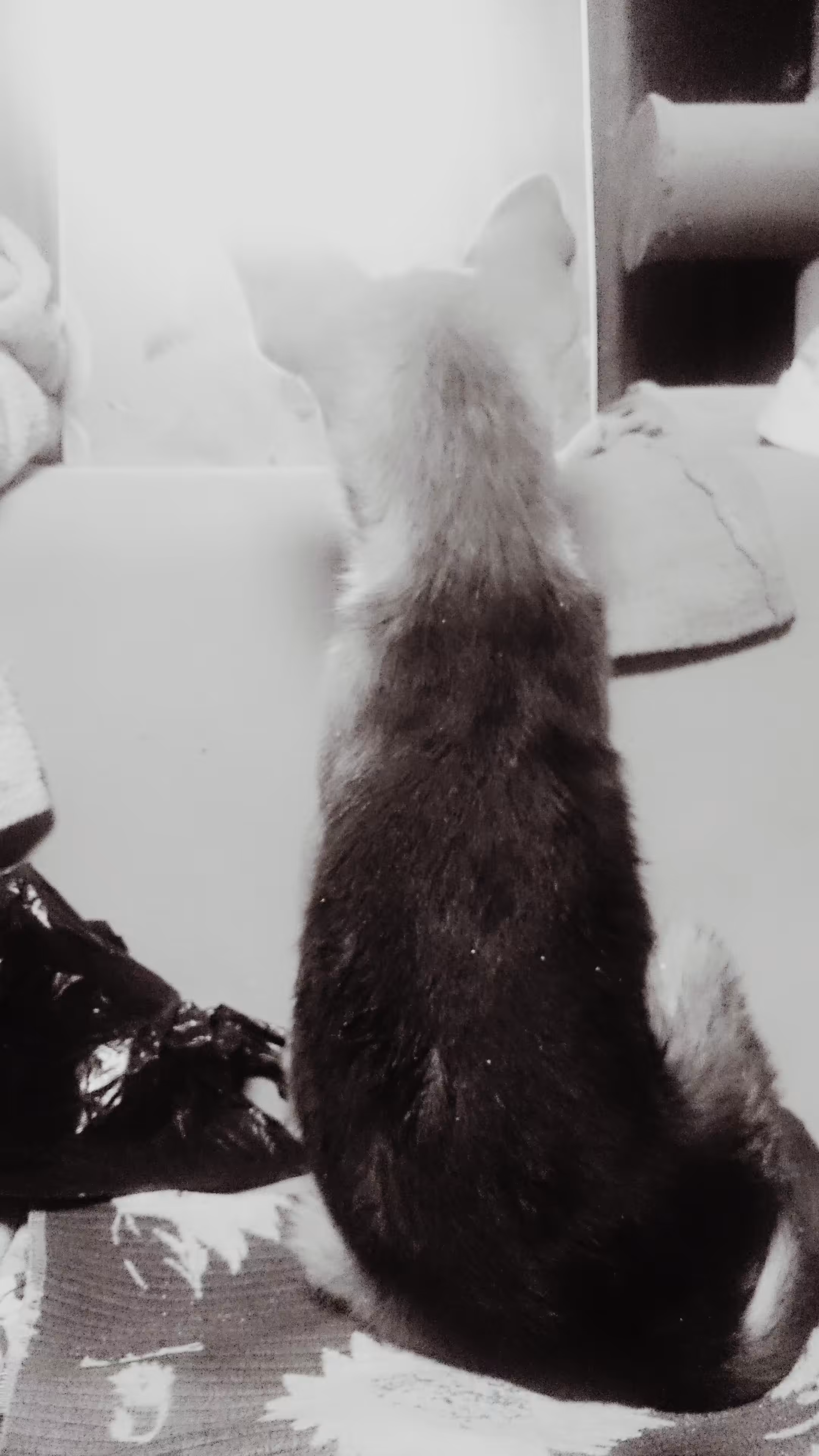 Puppy at the mirror