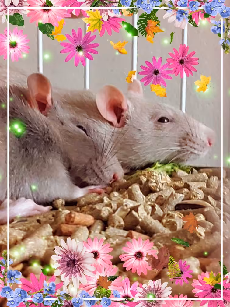 My Daughter's Rats - TezRat event