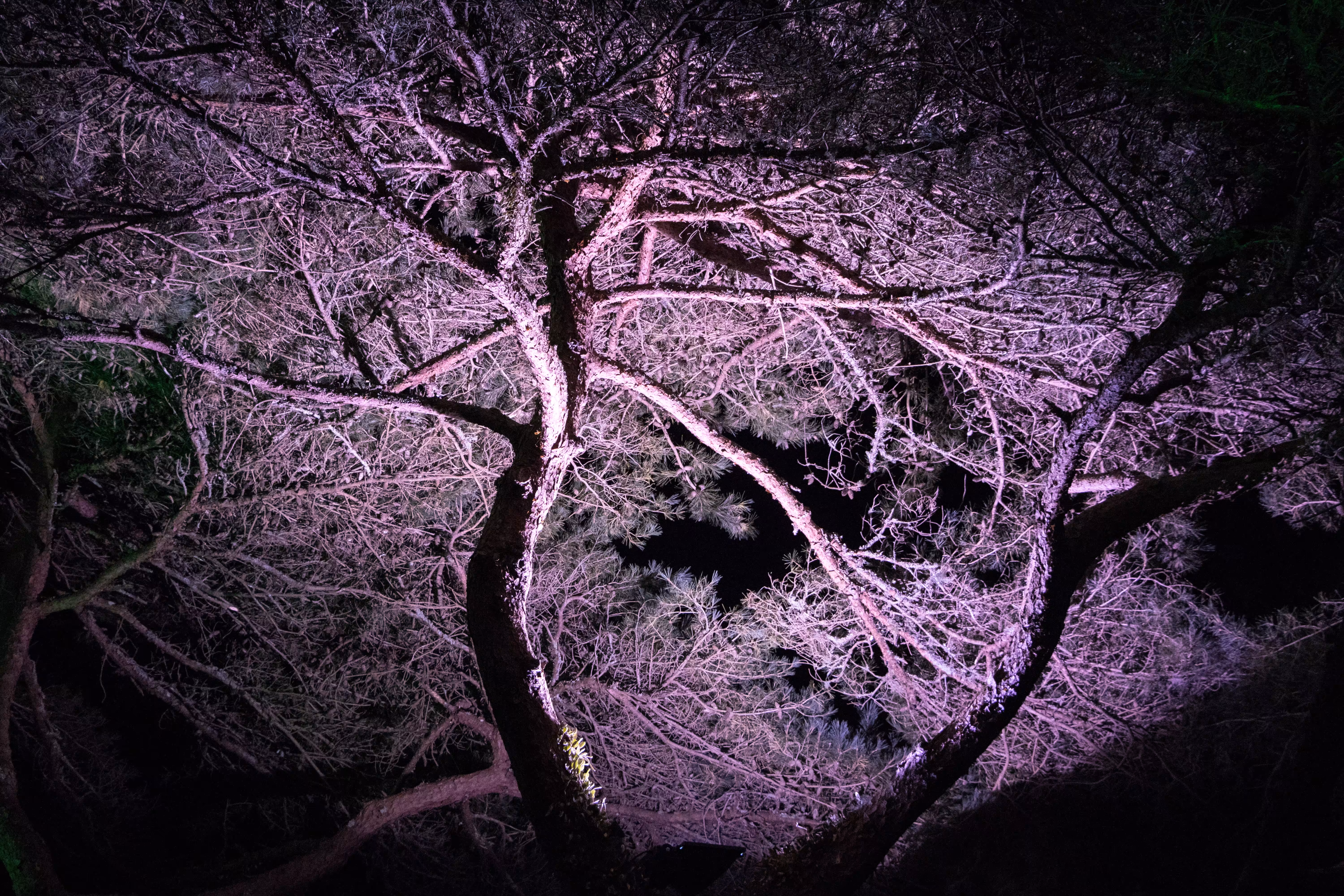 a fickle light #2