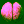 zygote, first division