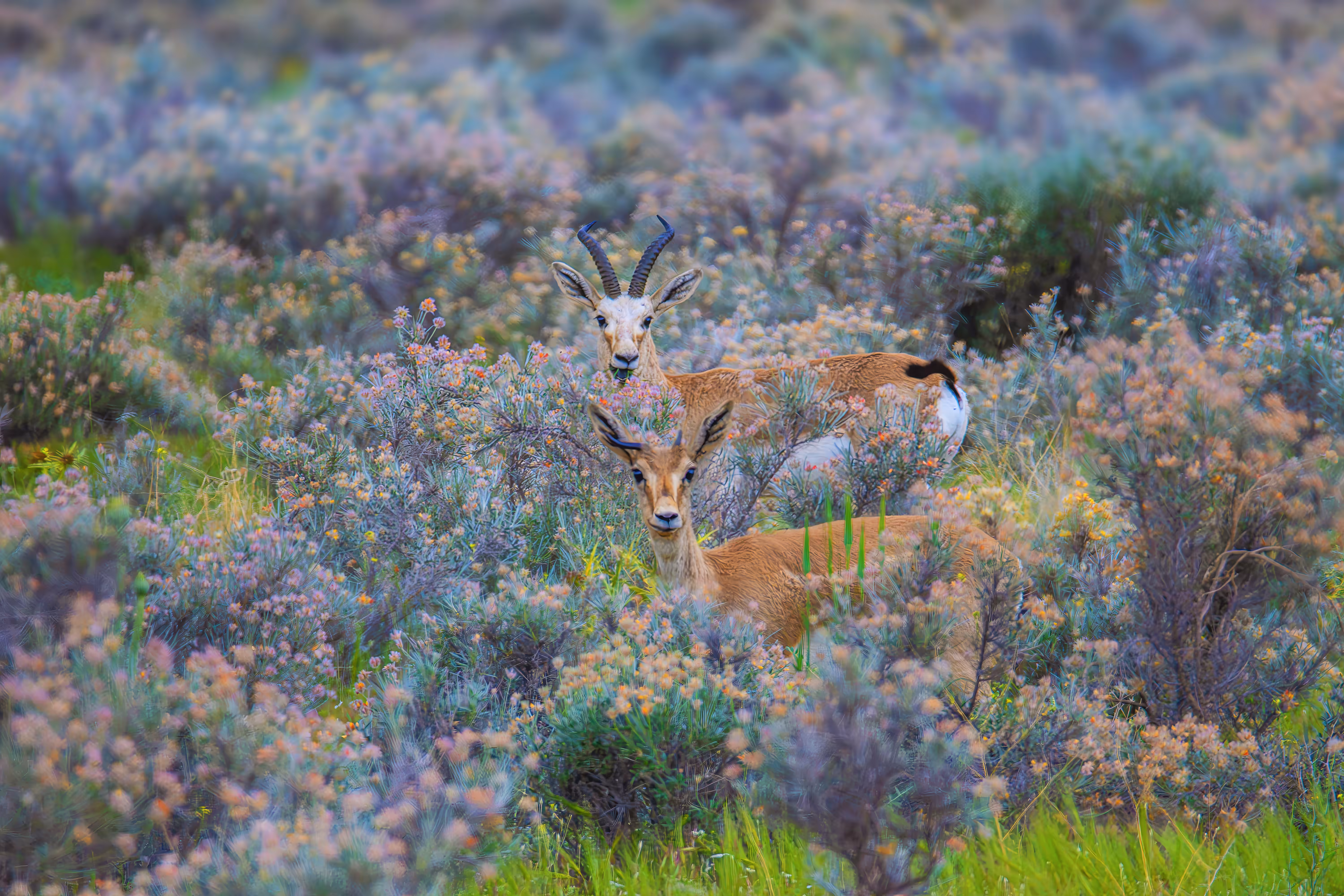 my photography: Mr And Mrs gazelle