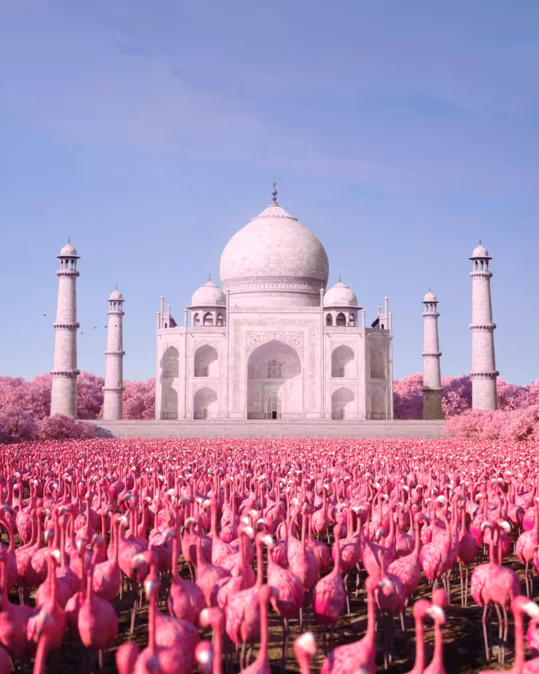1.000.000 Flamingos In India