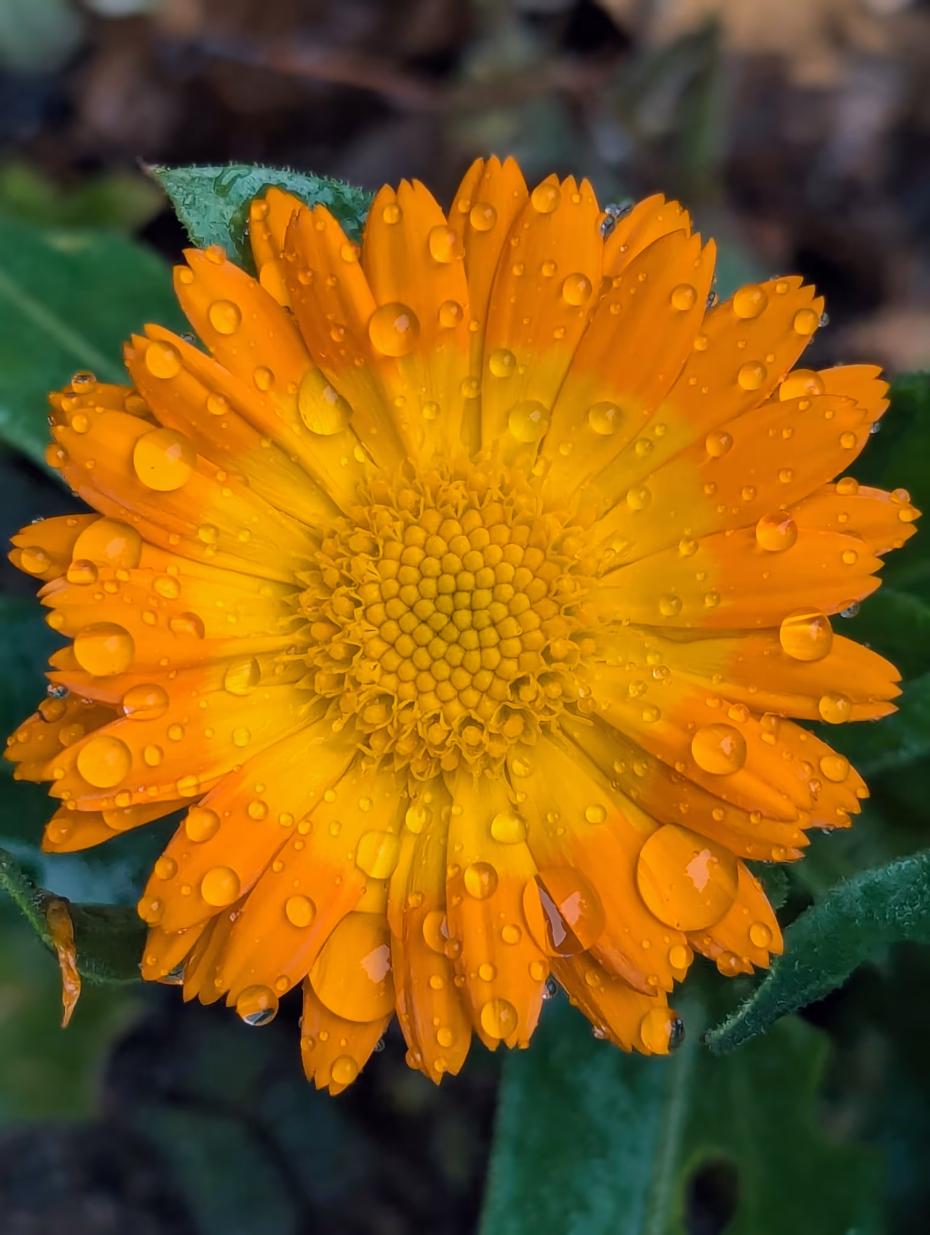 Luke_0x1 Photography : A little drop of sunshine
