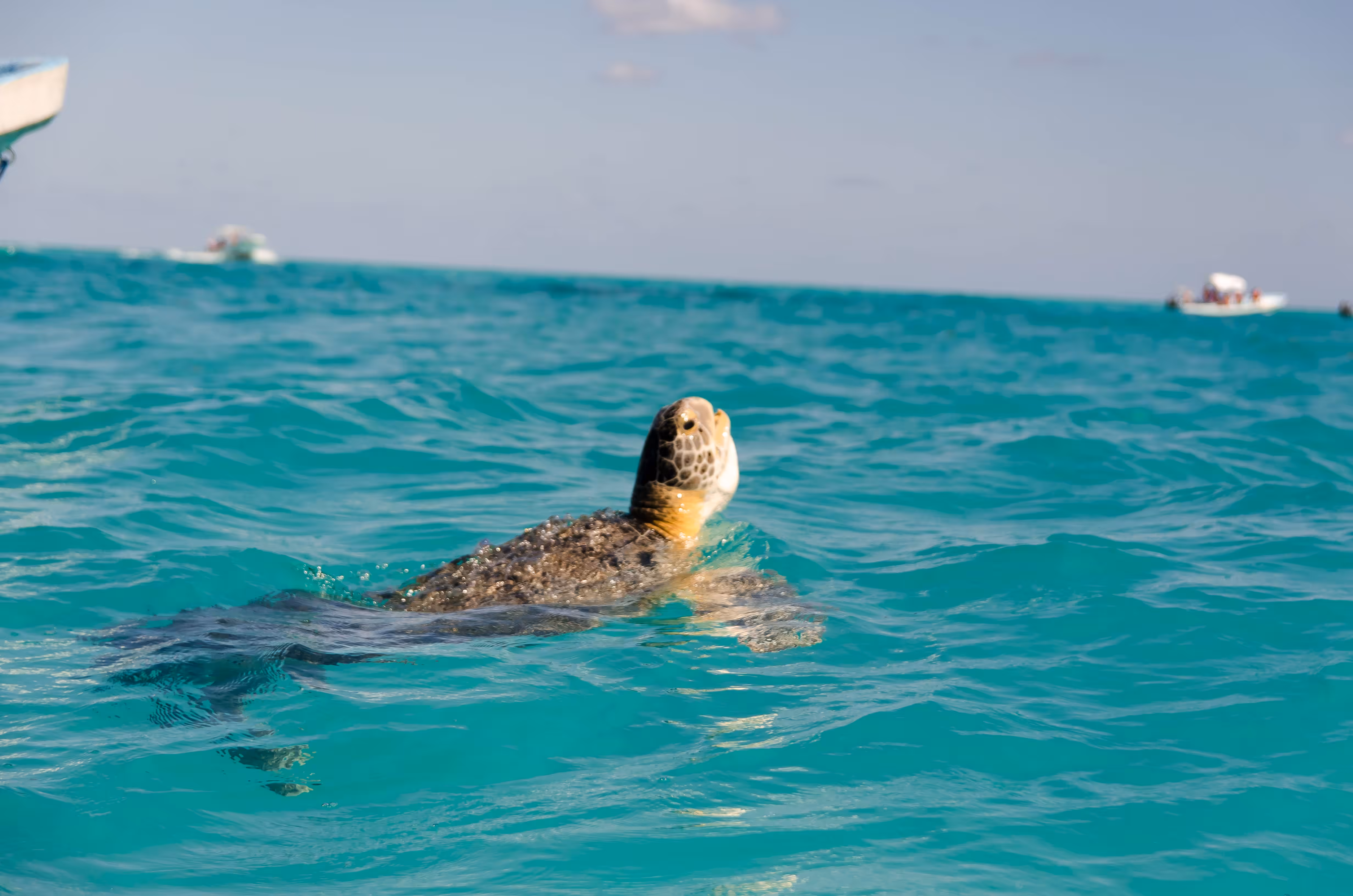 A sea turtle