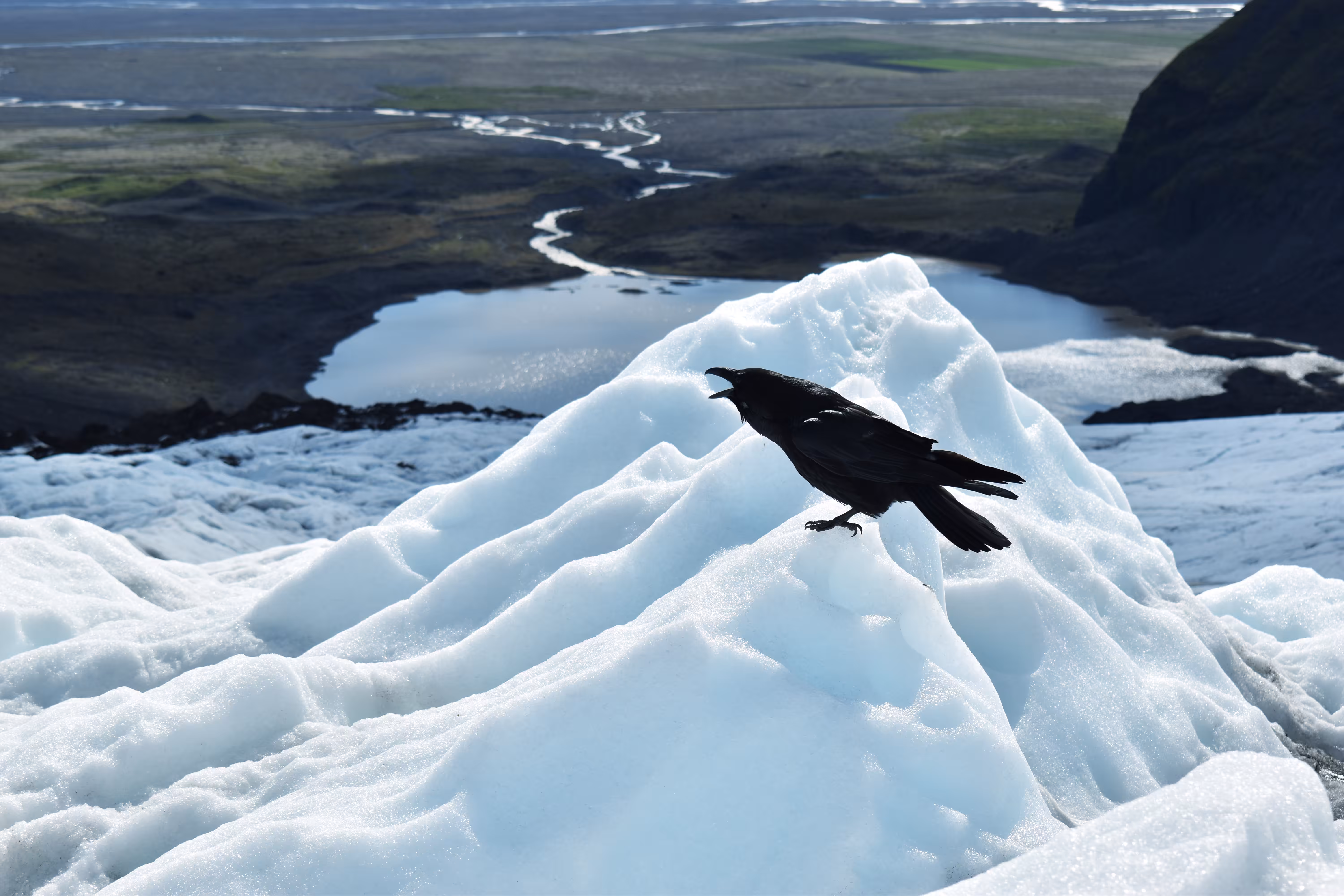 The Crow