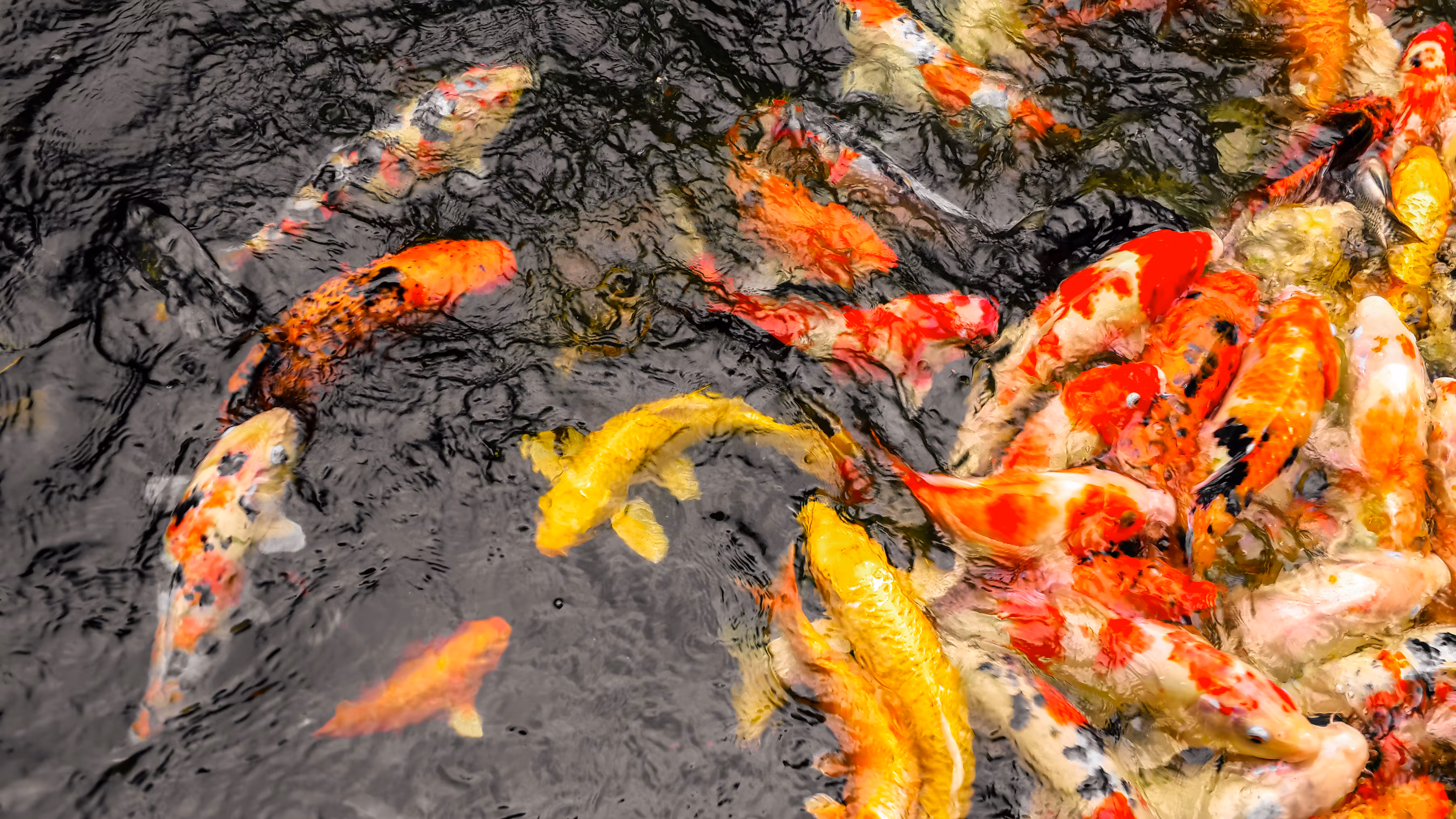 Koi Fishes