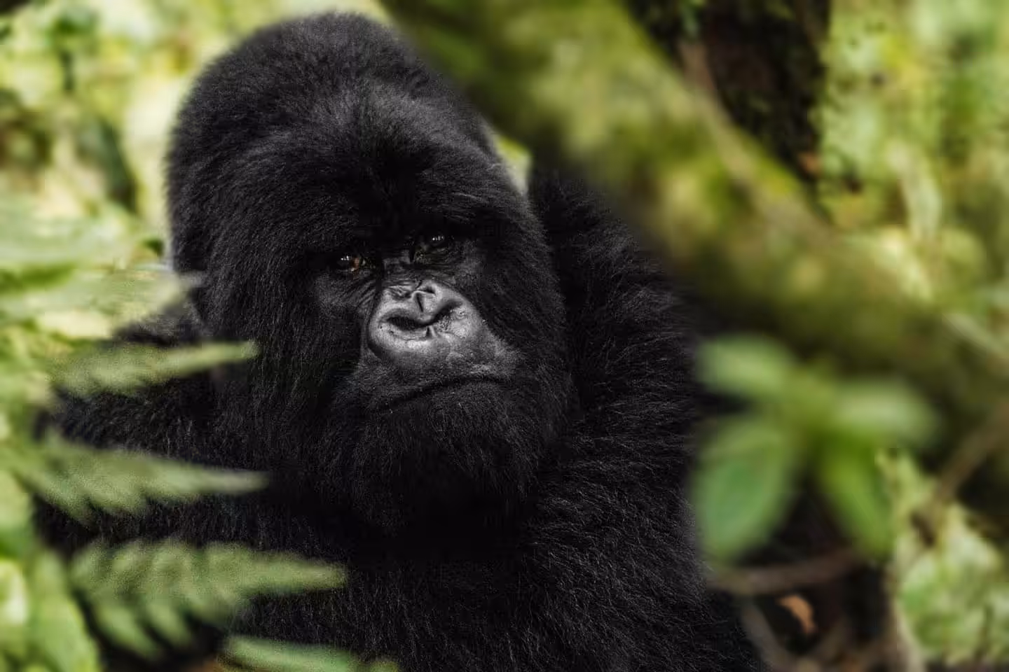 Mountain Gorilla #29