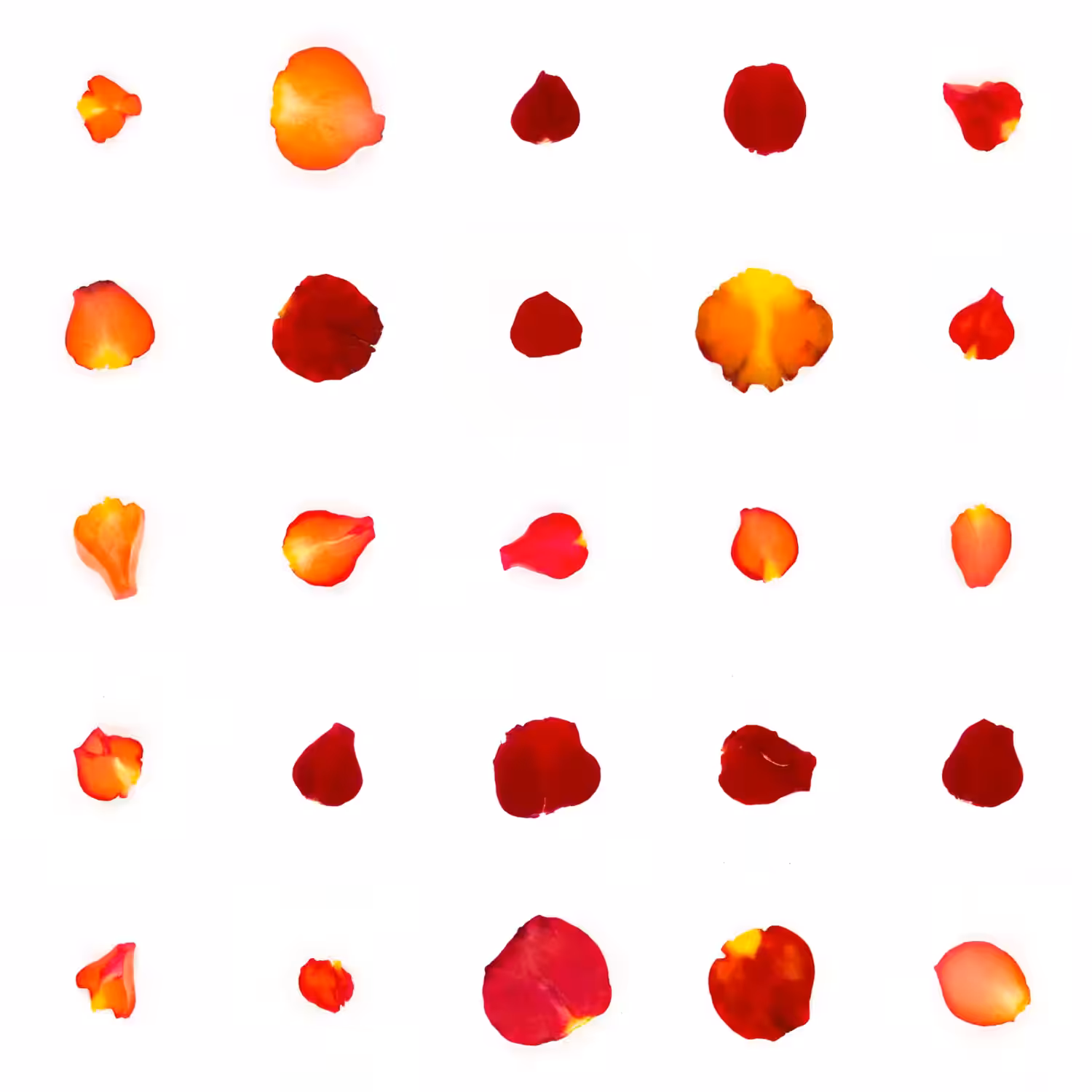 Infinite Petals 5x5#20493