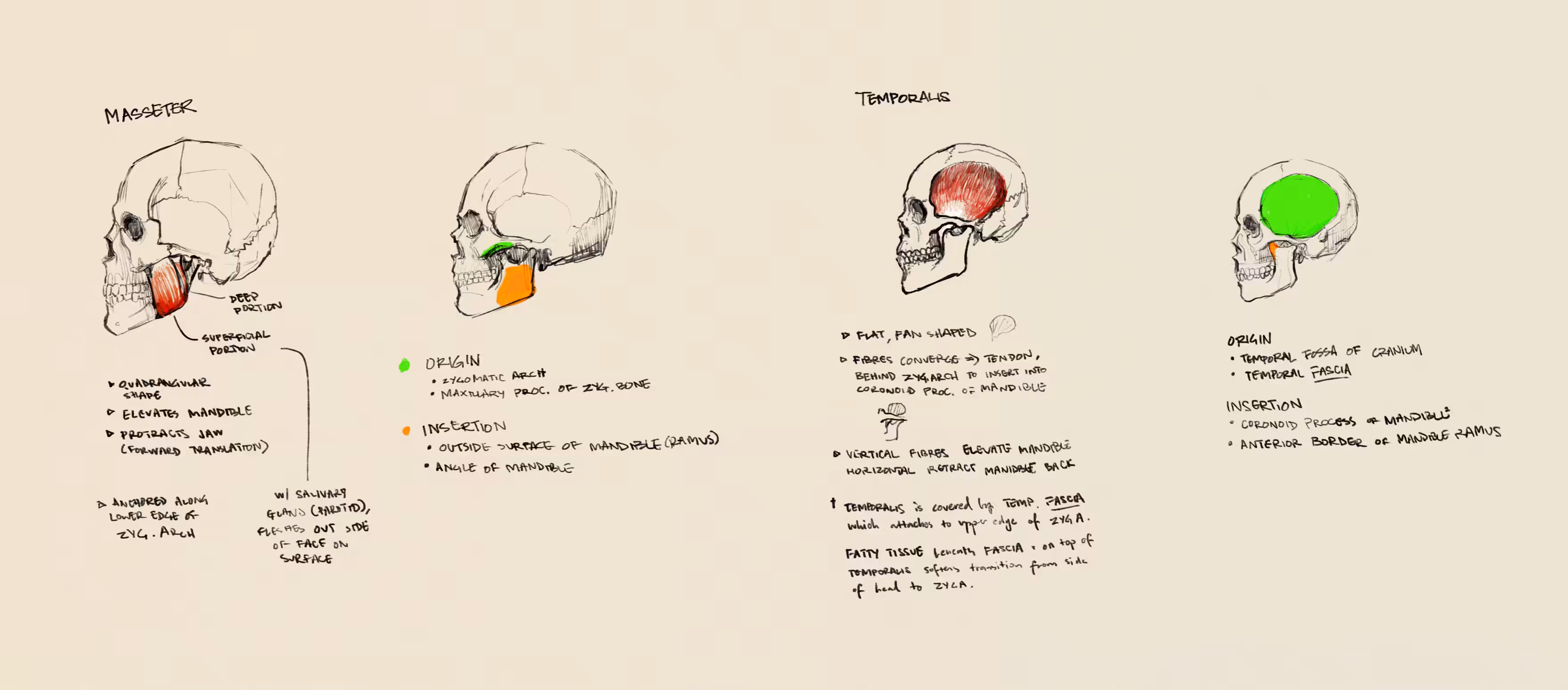 anatomy study: masseter + temporalis - 03/03/2022