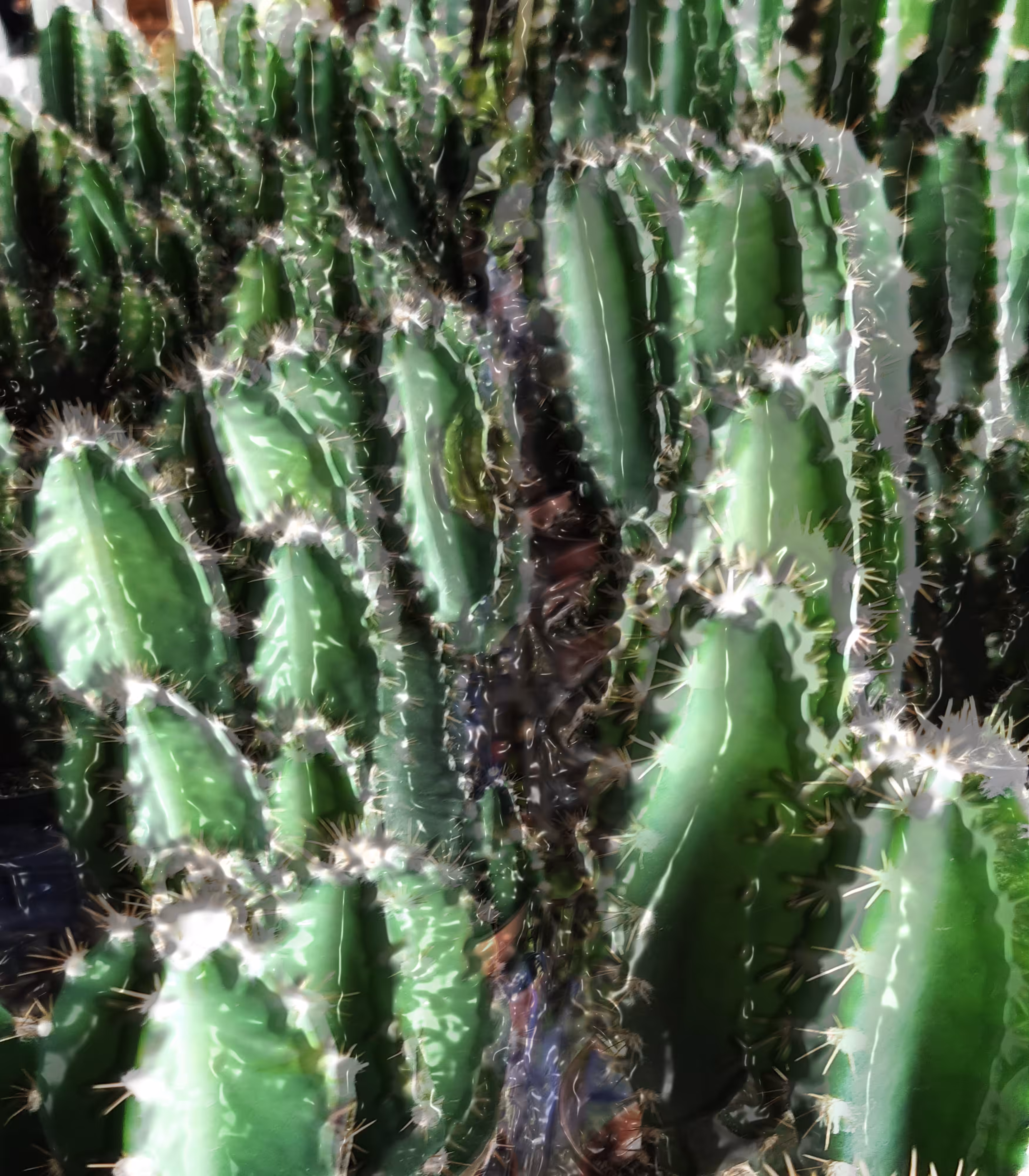 GARDEN#8