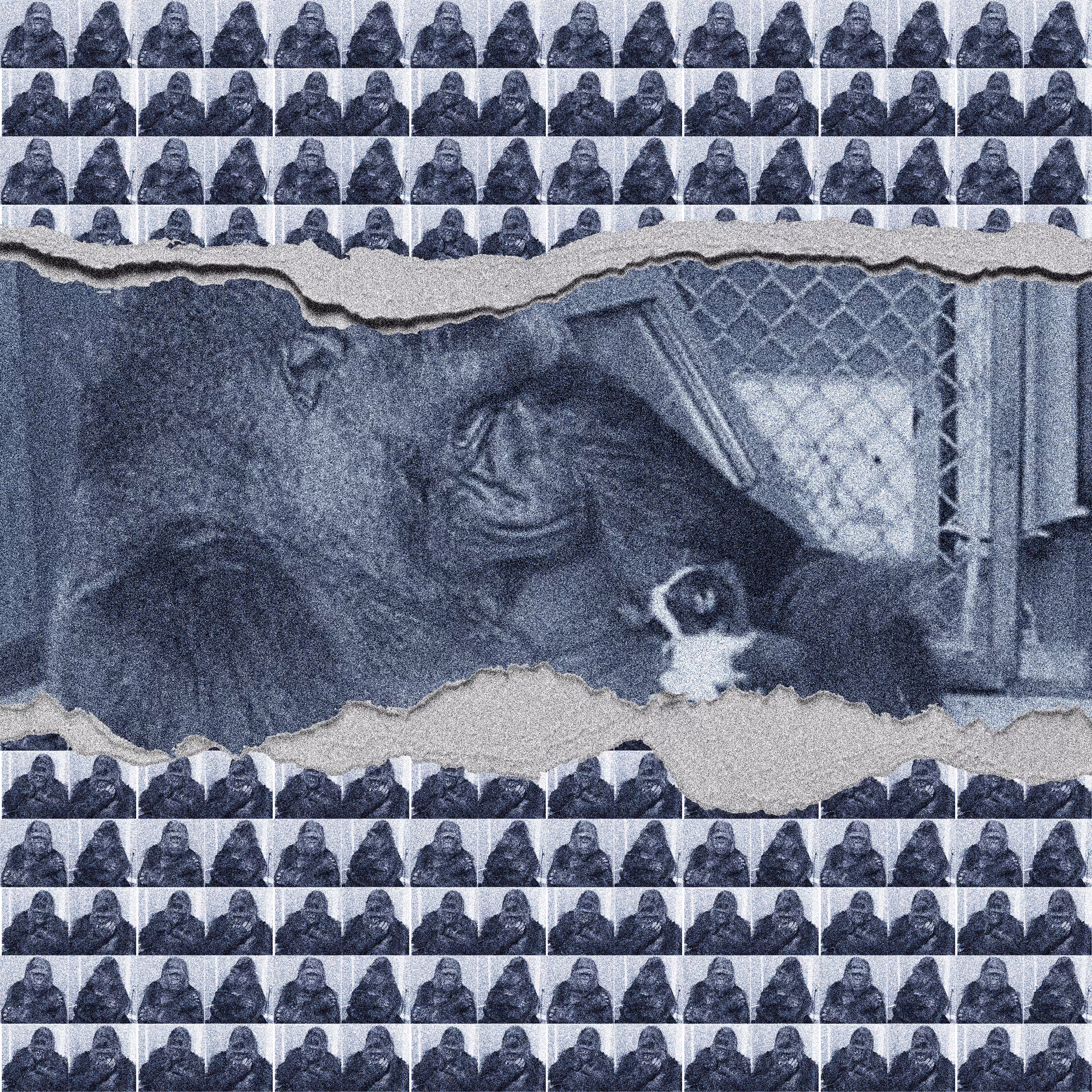 KOKO THE GORILLA