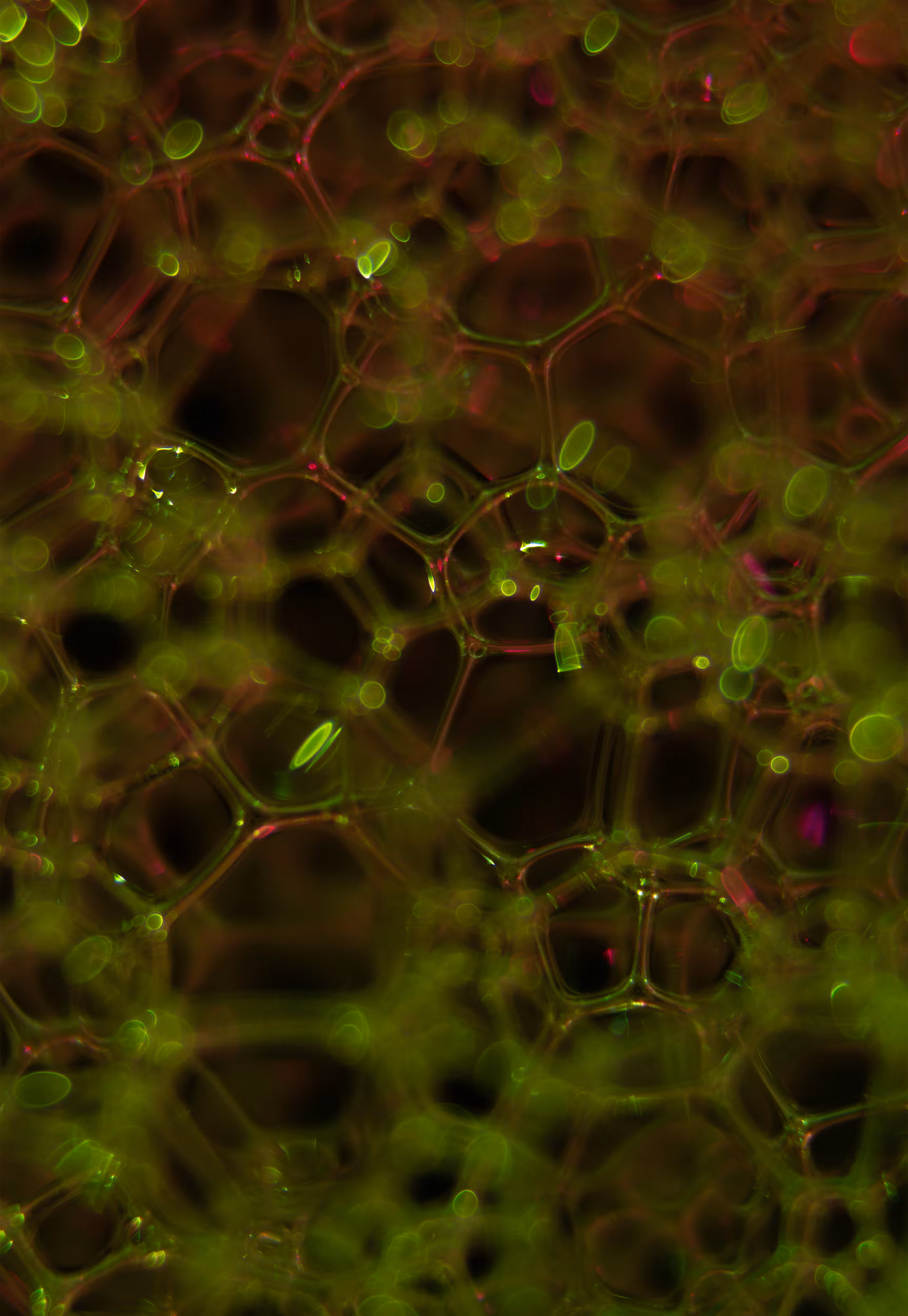 Abstract World of Soap Bubbles: #231 Bubbles