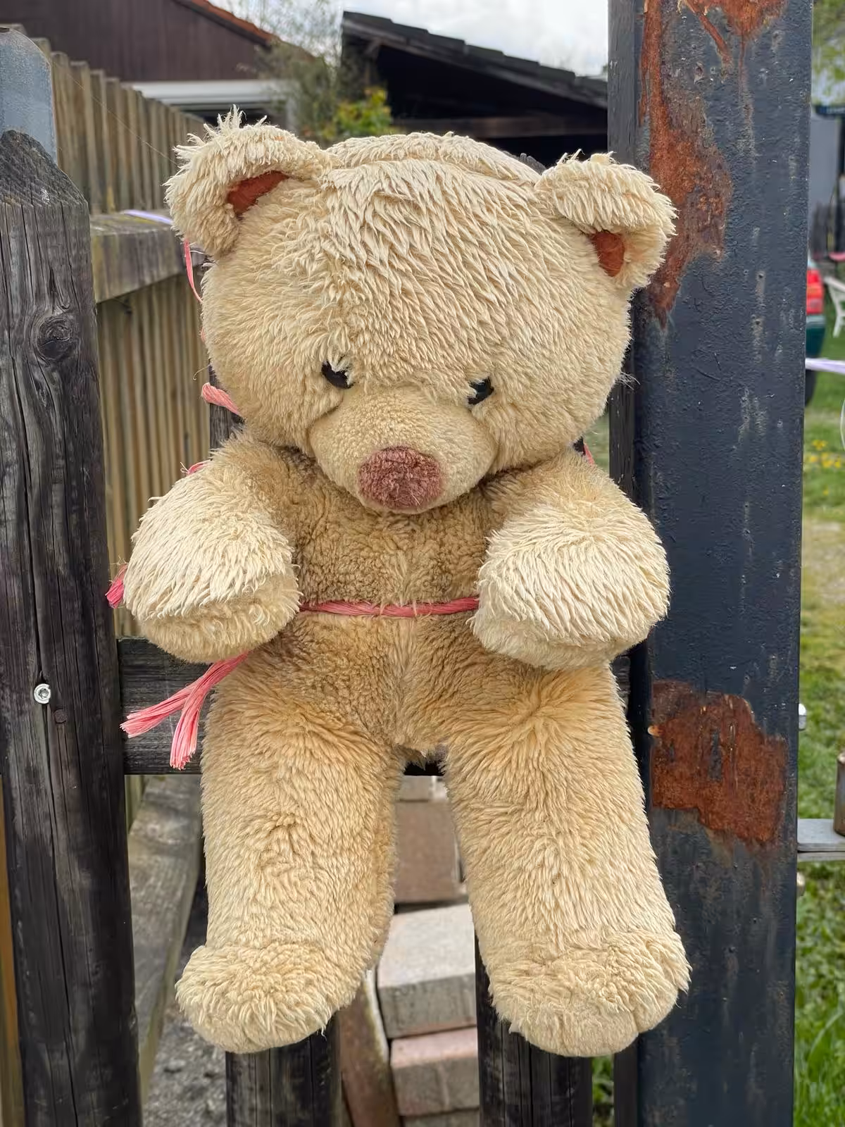 teddy on a fence