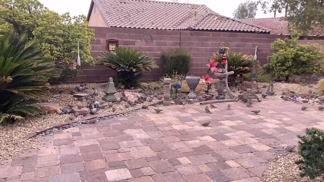 Birds From My Yard 005 (The Final Flight)