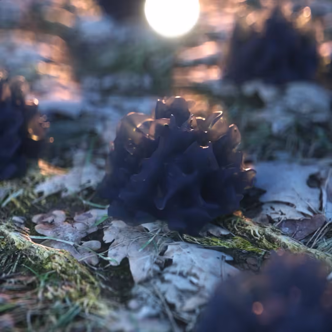 Strange soft body 09