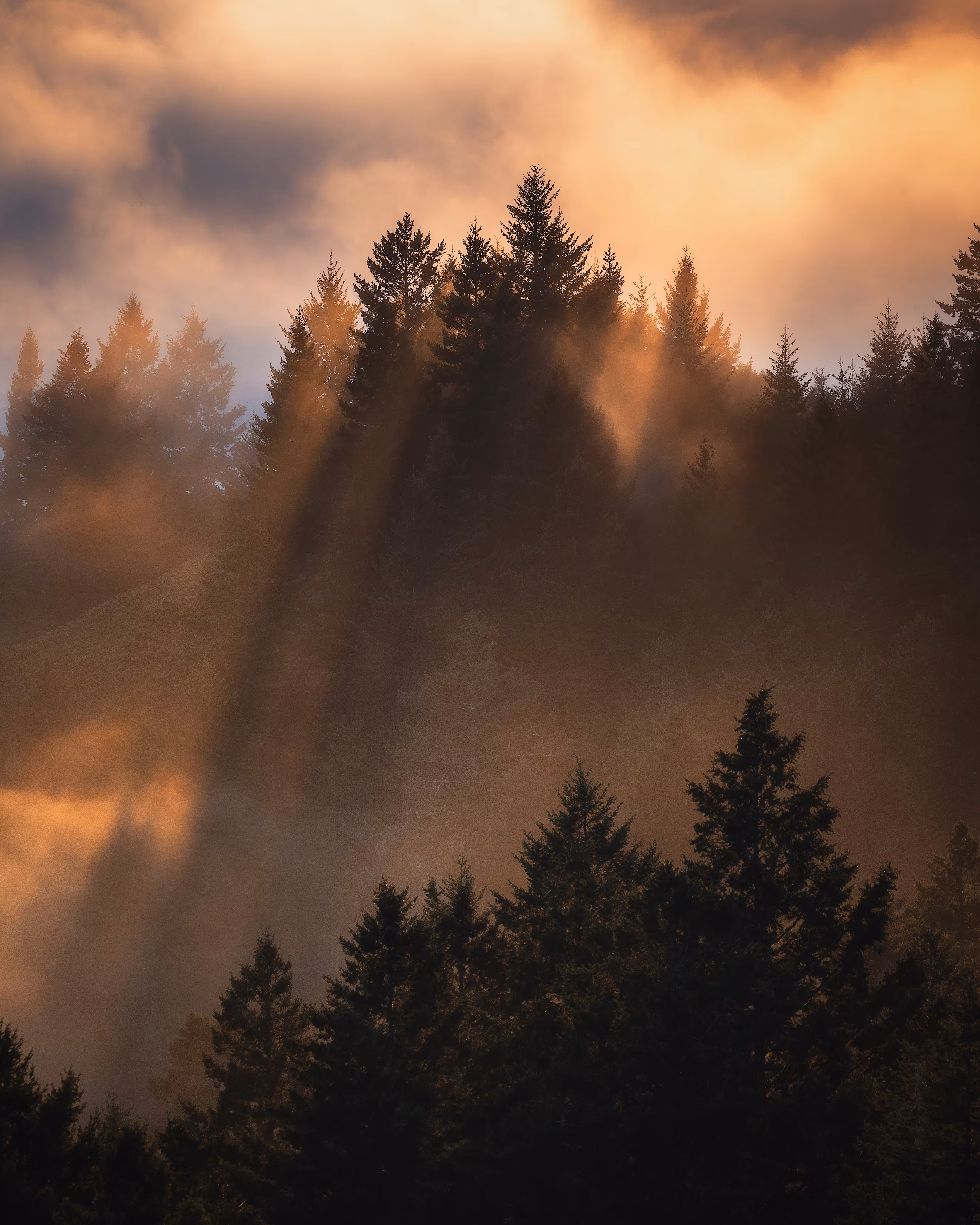Hopeful Rays | Nature's Beauty
