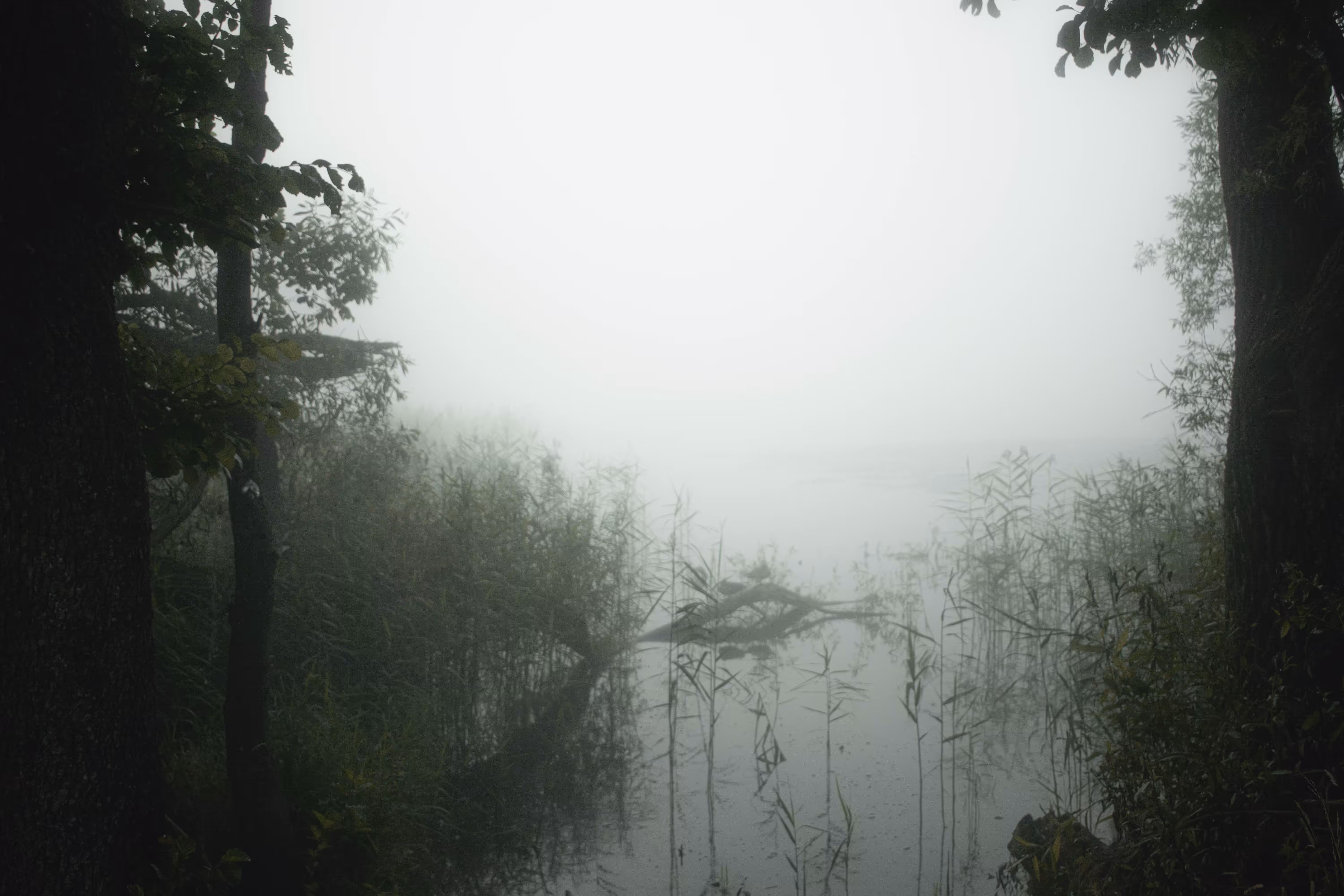 Foggy morning on the pond
