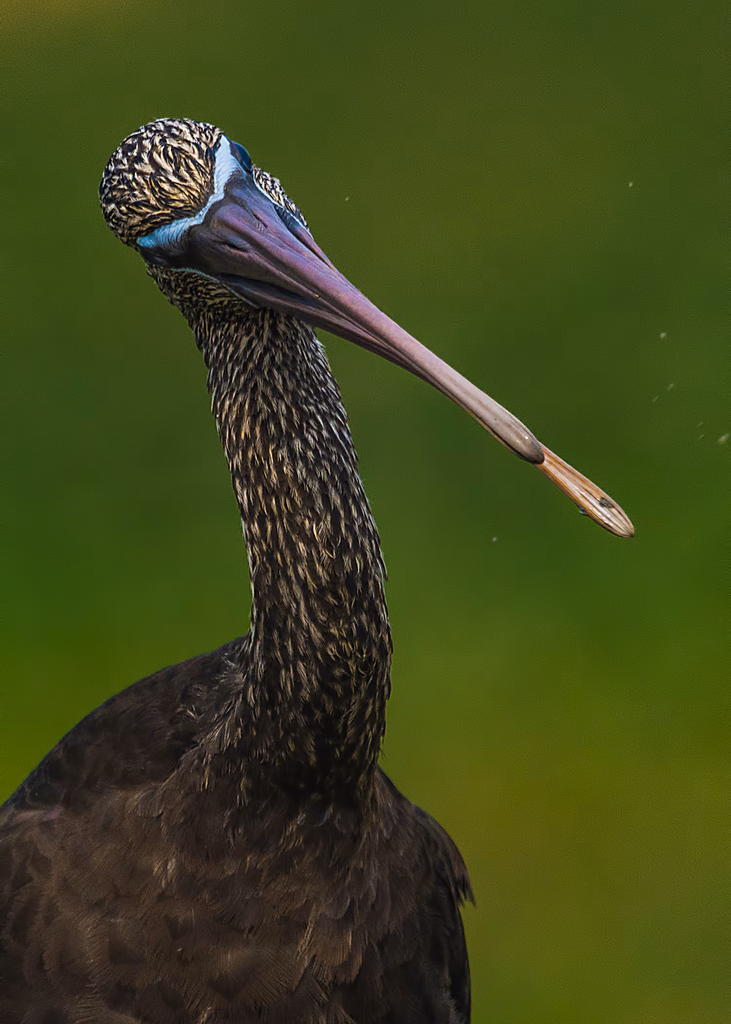 Glossy Ibis